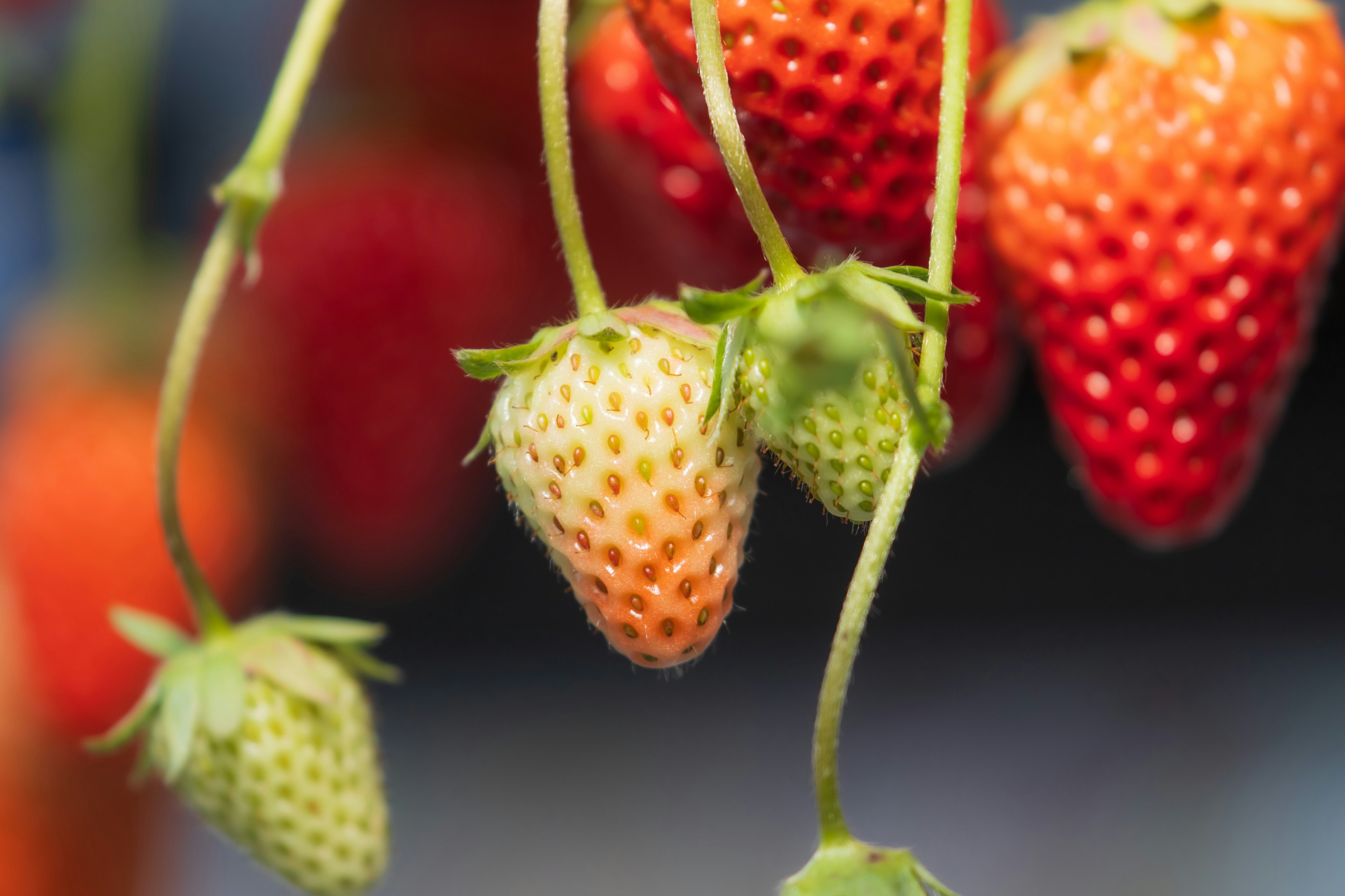 Fresas coloridas colgando con diferentes niveles de madurez