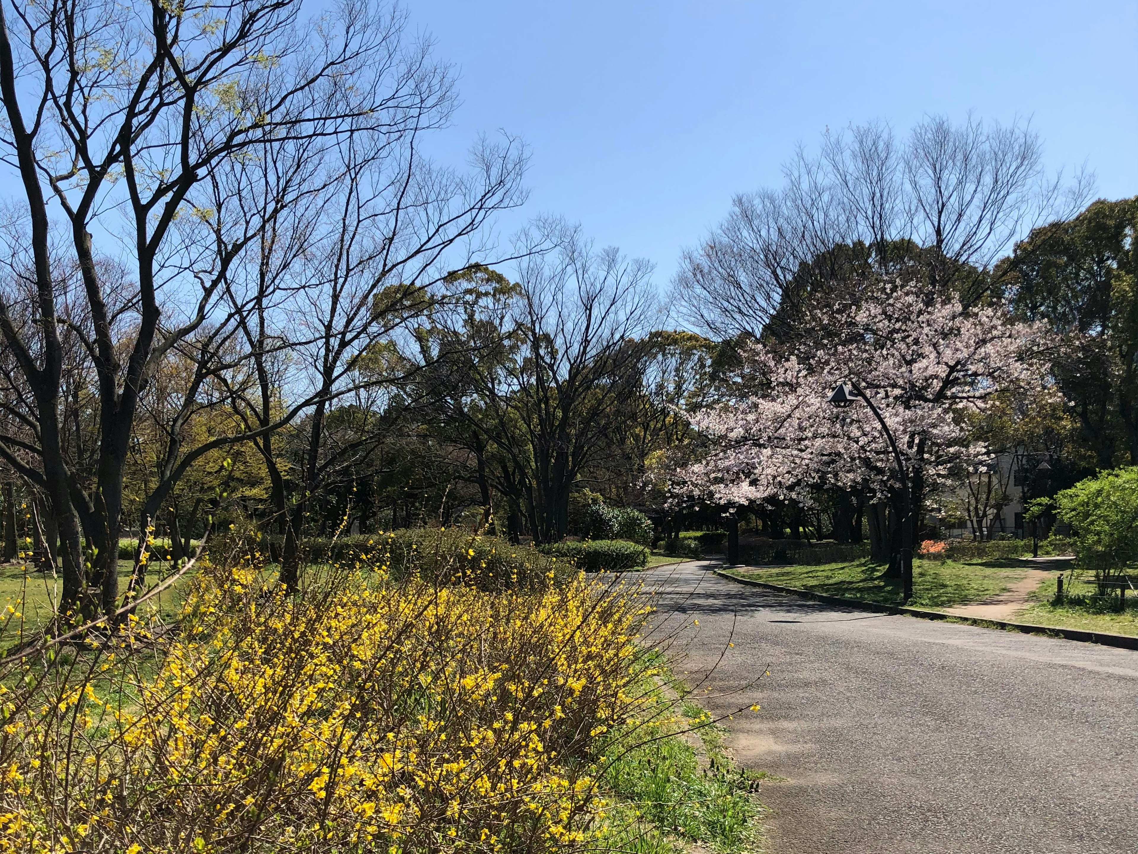 Spring park scene with blue sky blooming cherry trees and yellow flowers