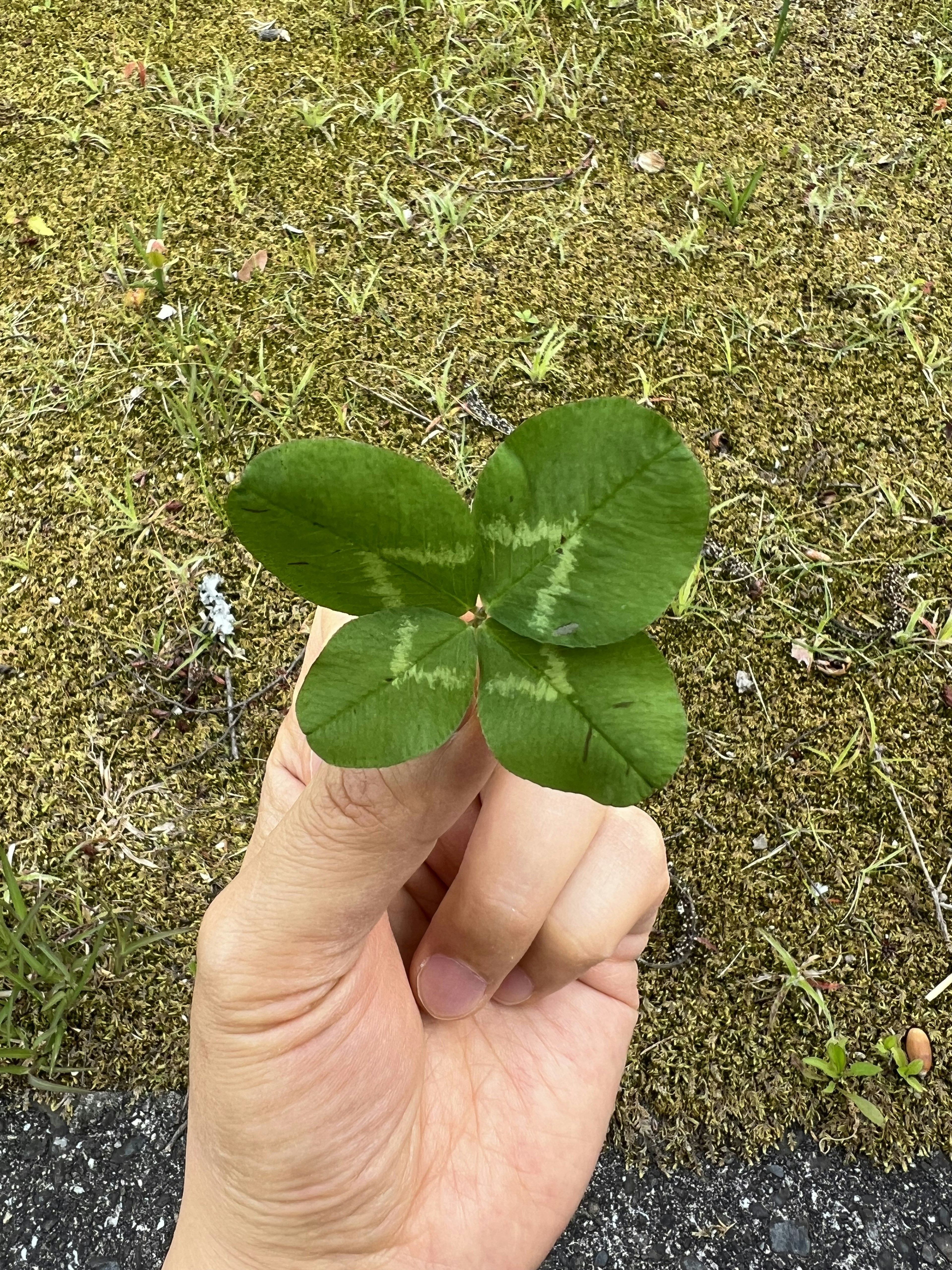 Hand holding a four-leaf clover with vibrant green leaves