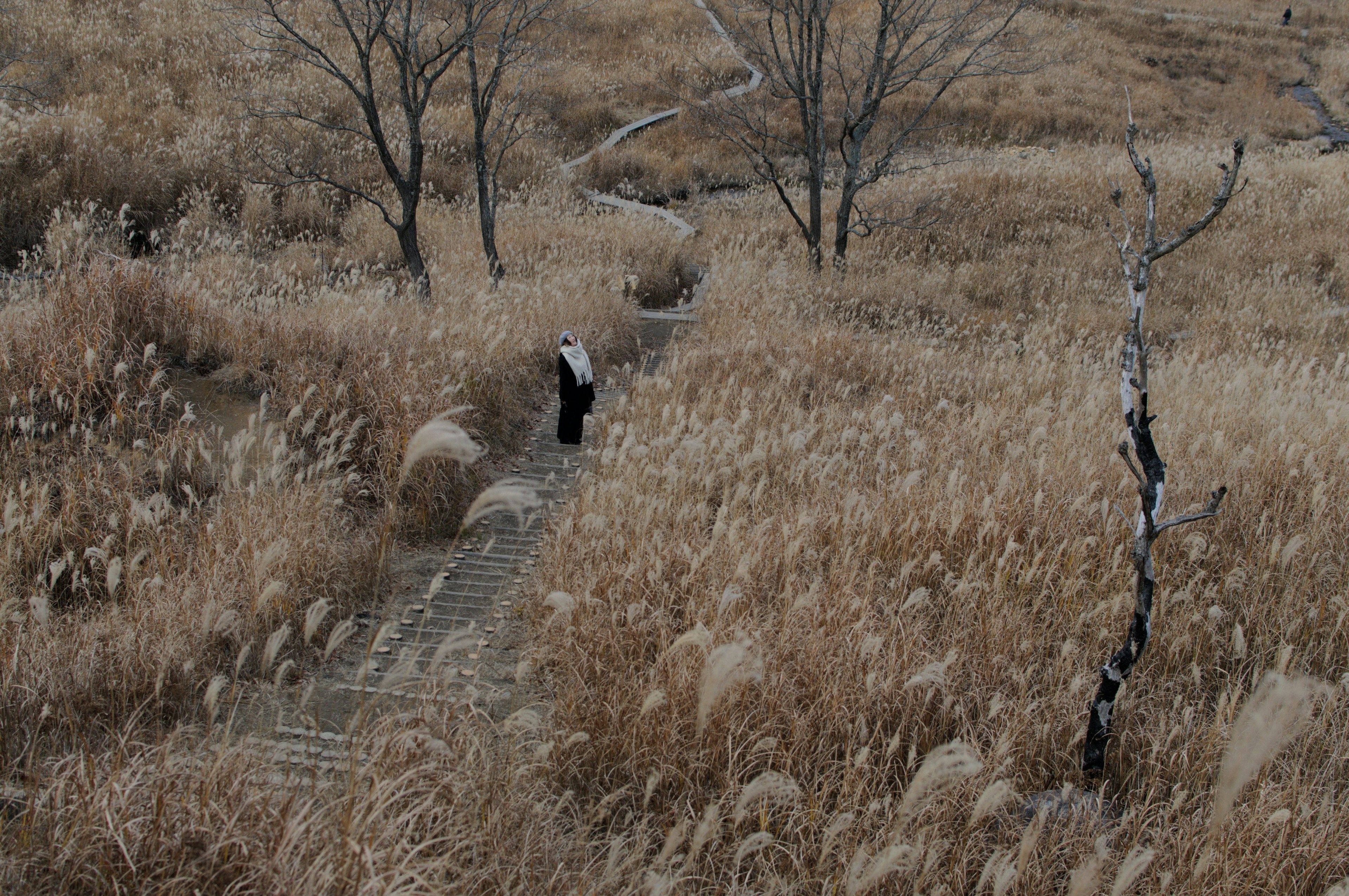 Silhouette of a person walking through a dry grassland with barren trees