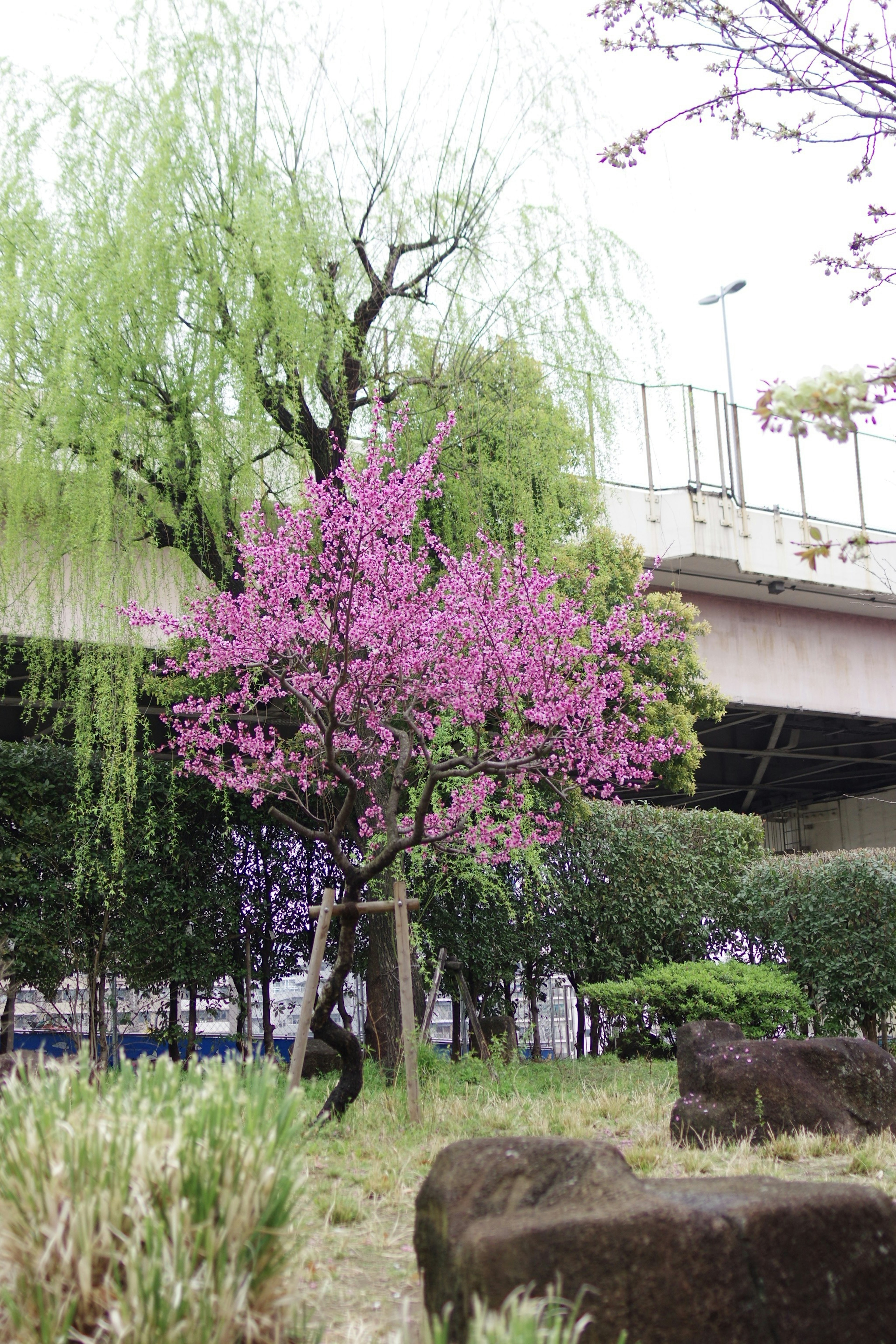 Landscape featuring a cherry blossom tree and green willow tree in a park