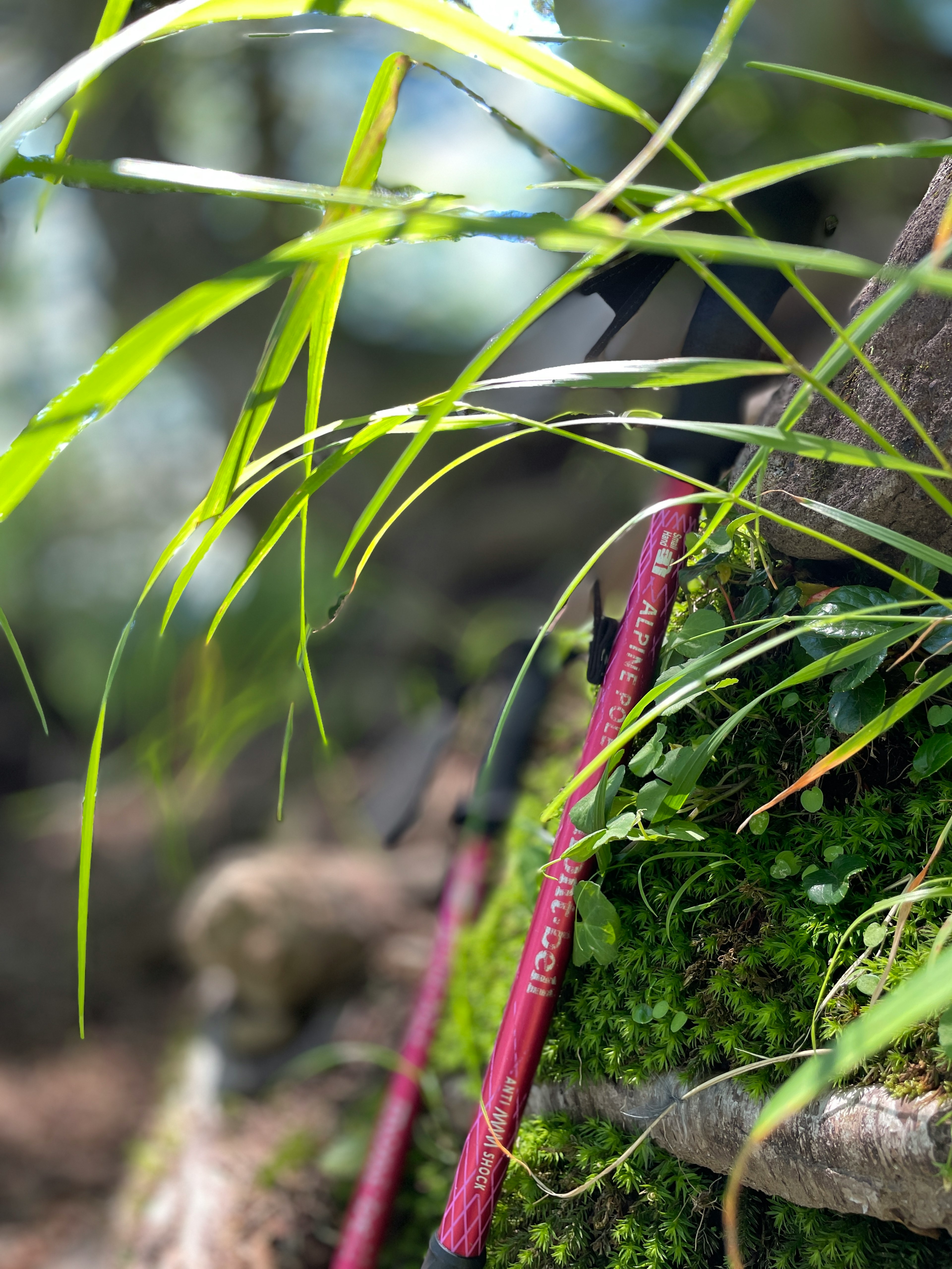 紅色登山杖特寫，周圍是綠色草和苔蘚