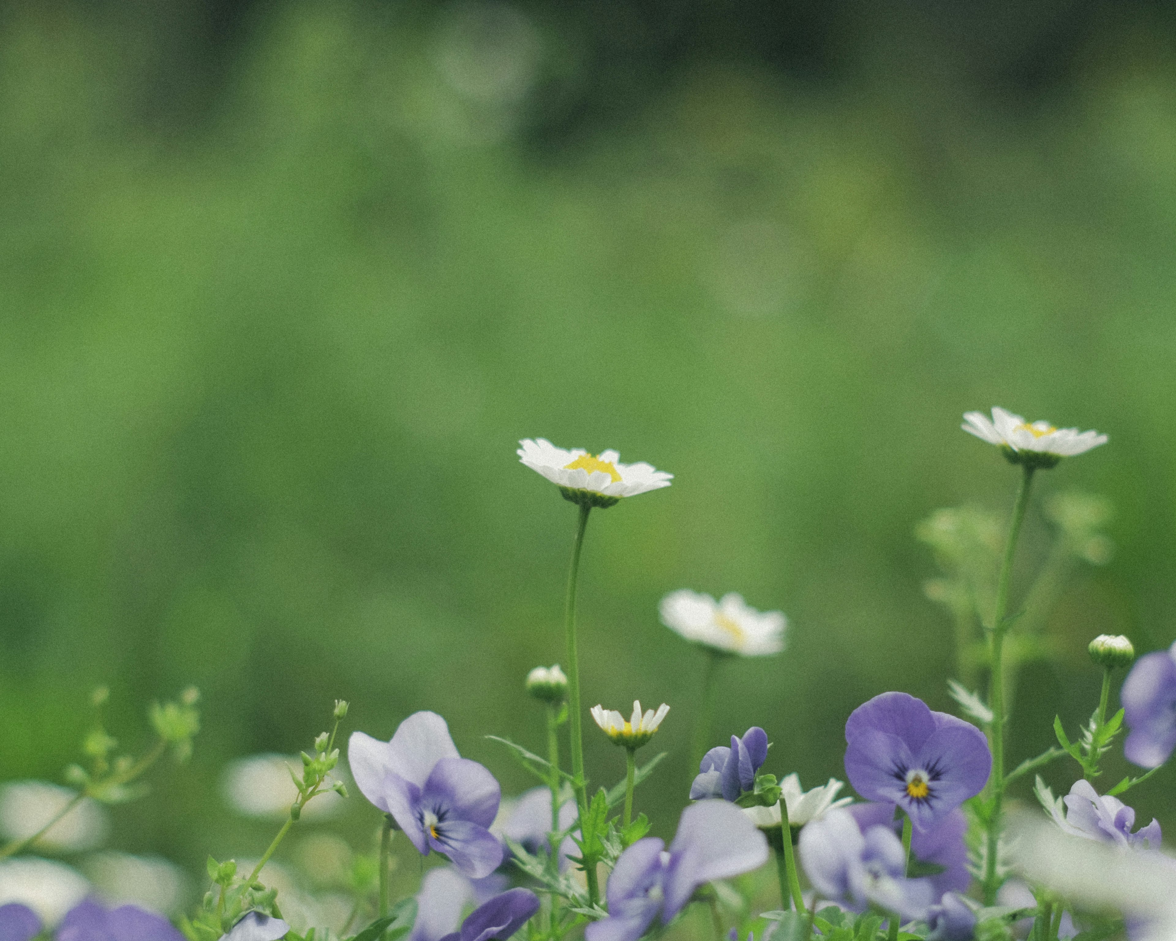 Un paisaje con flores moradas y margaritas blancas en un campo verde