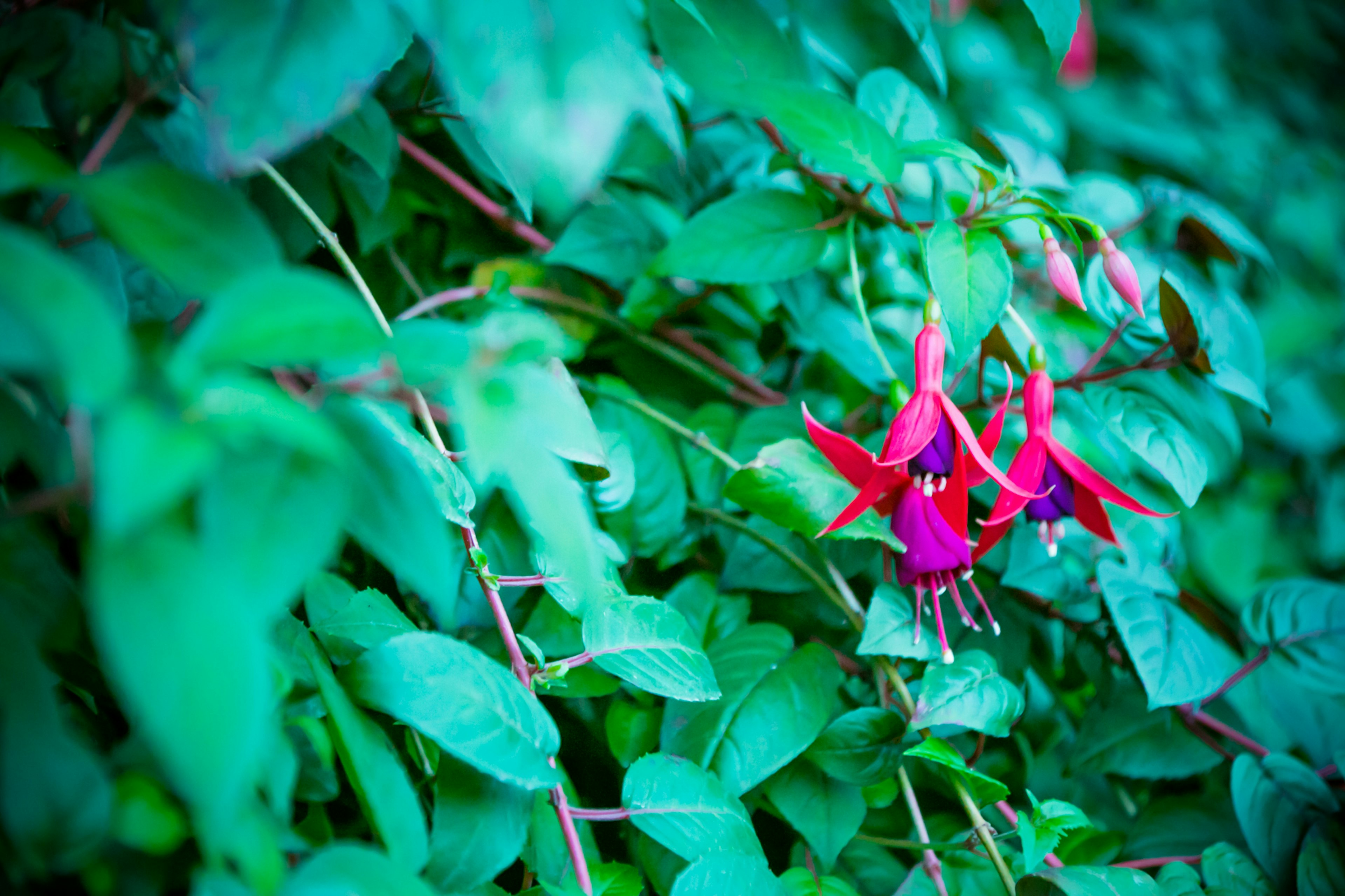 Rote Fuchsienblüten blühen zwischen grünen Blättern