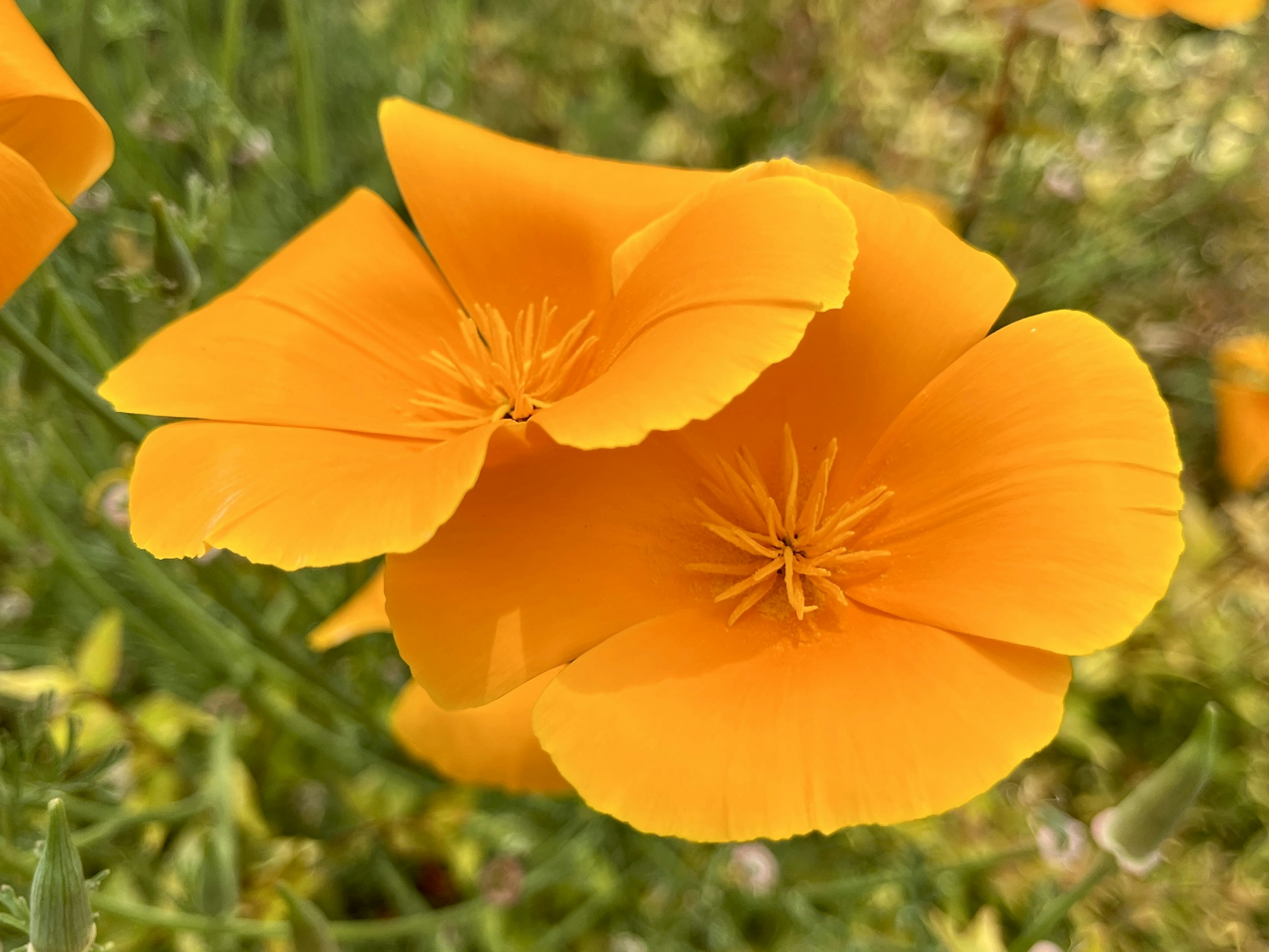 Two vibrant orange poppy flowers close together