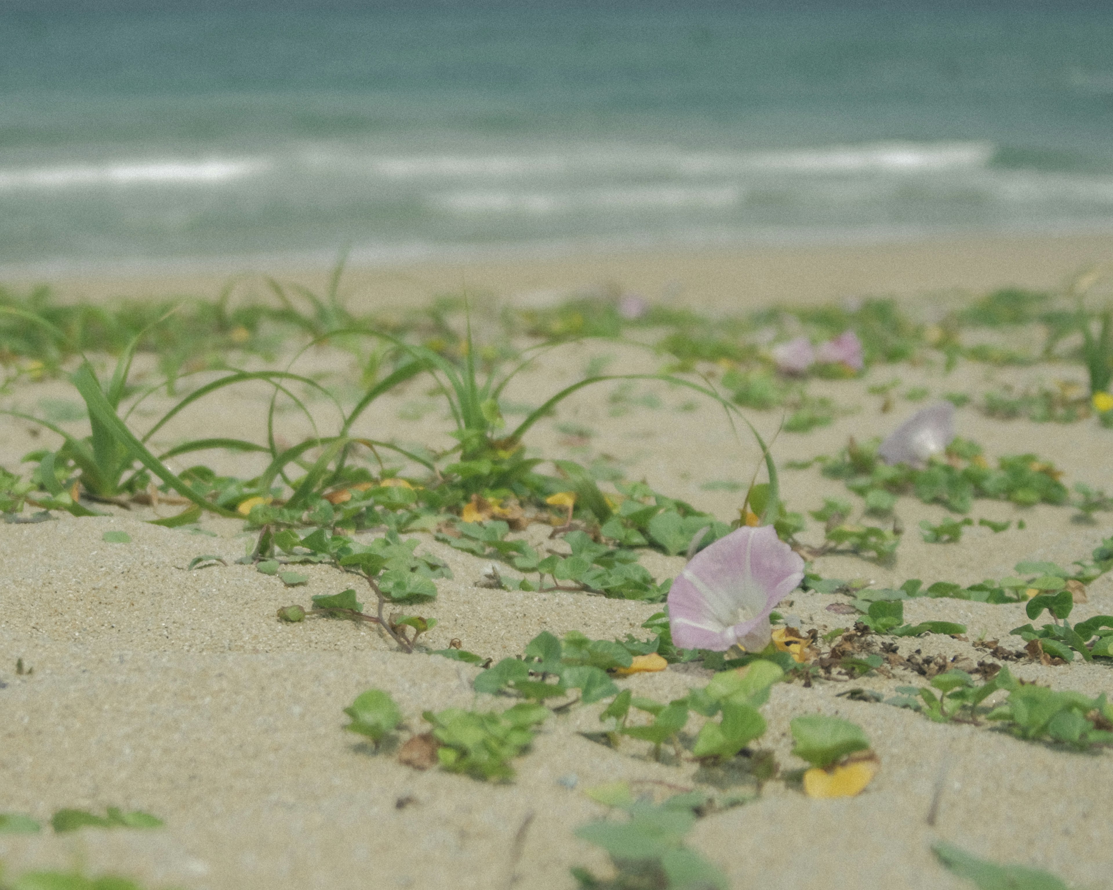 Primo piano di erba e petali di fiori sparsi sulla spiaggia