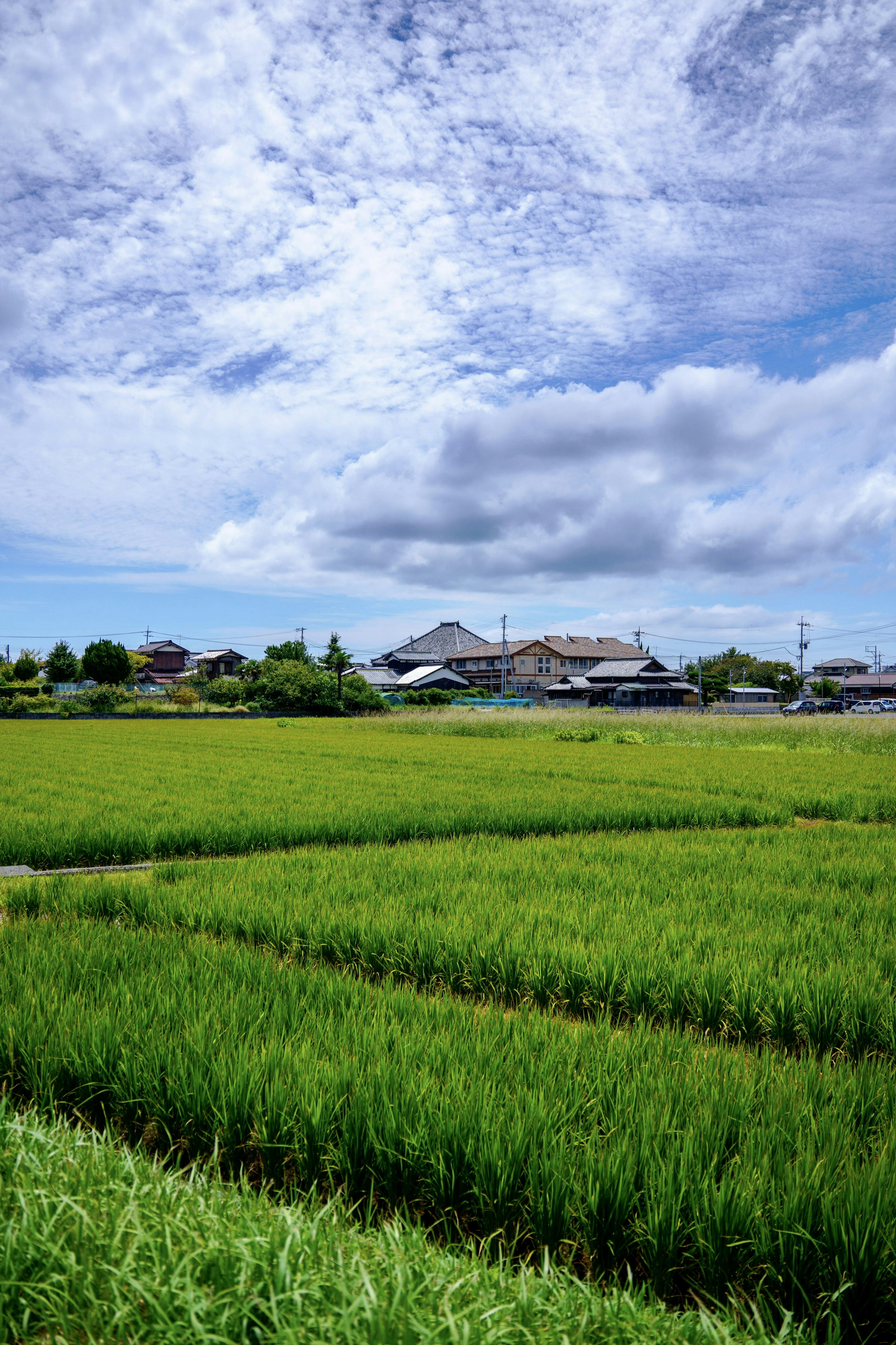 Lush rice fields under a blue sky with fluffy clouds