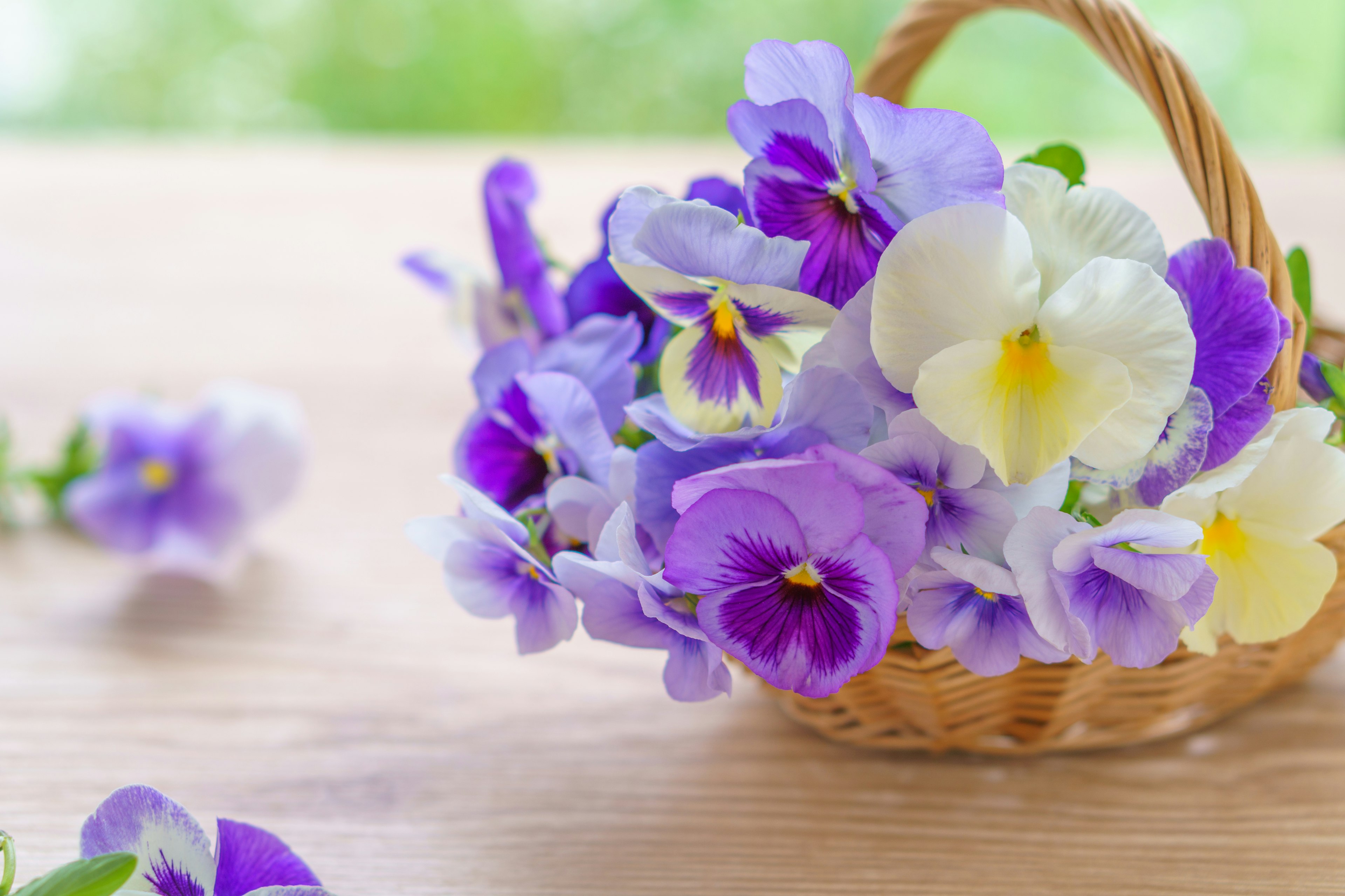 Keranjang kecil yang penuh dengan pansy ungu dan putih