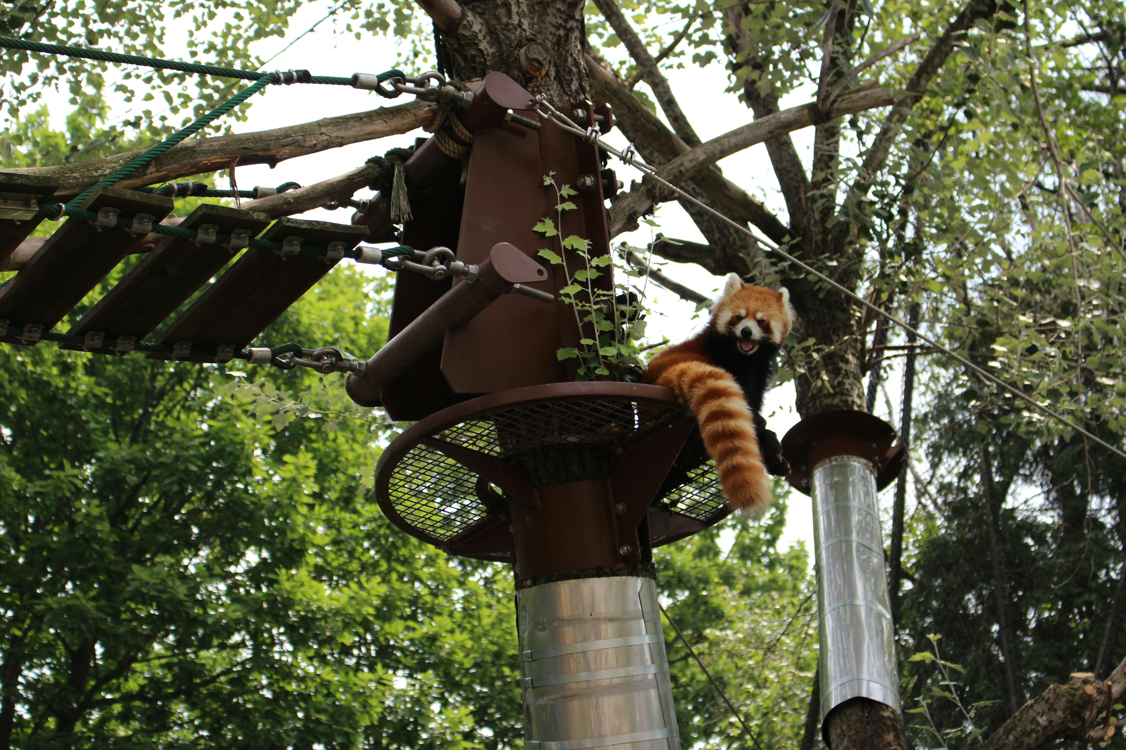 Red panda on a tree platform surrounded by greenery