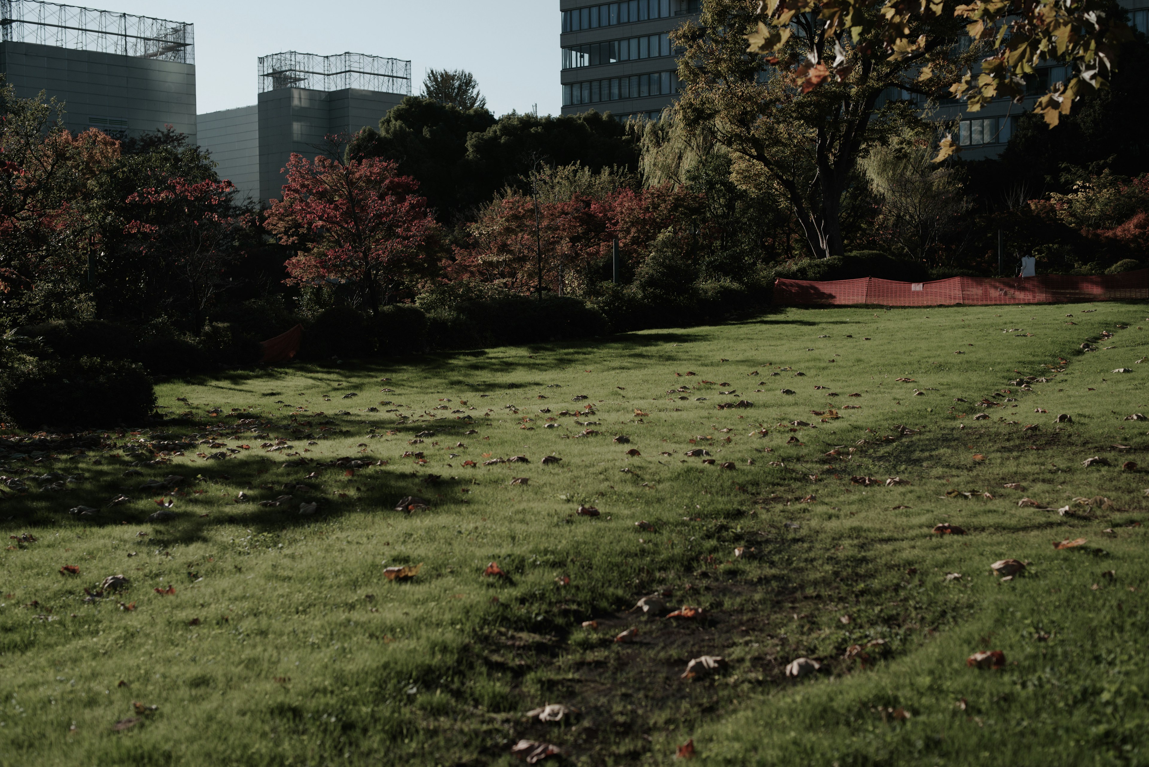 Paisaje de parque con césped verde y follaje de otoño