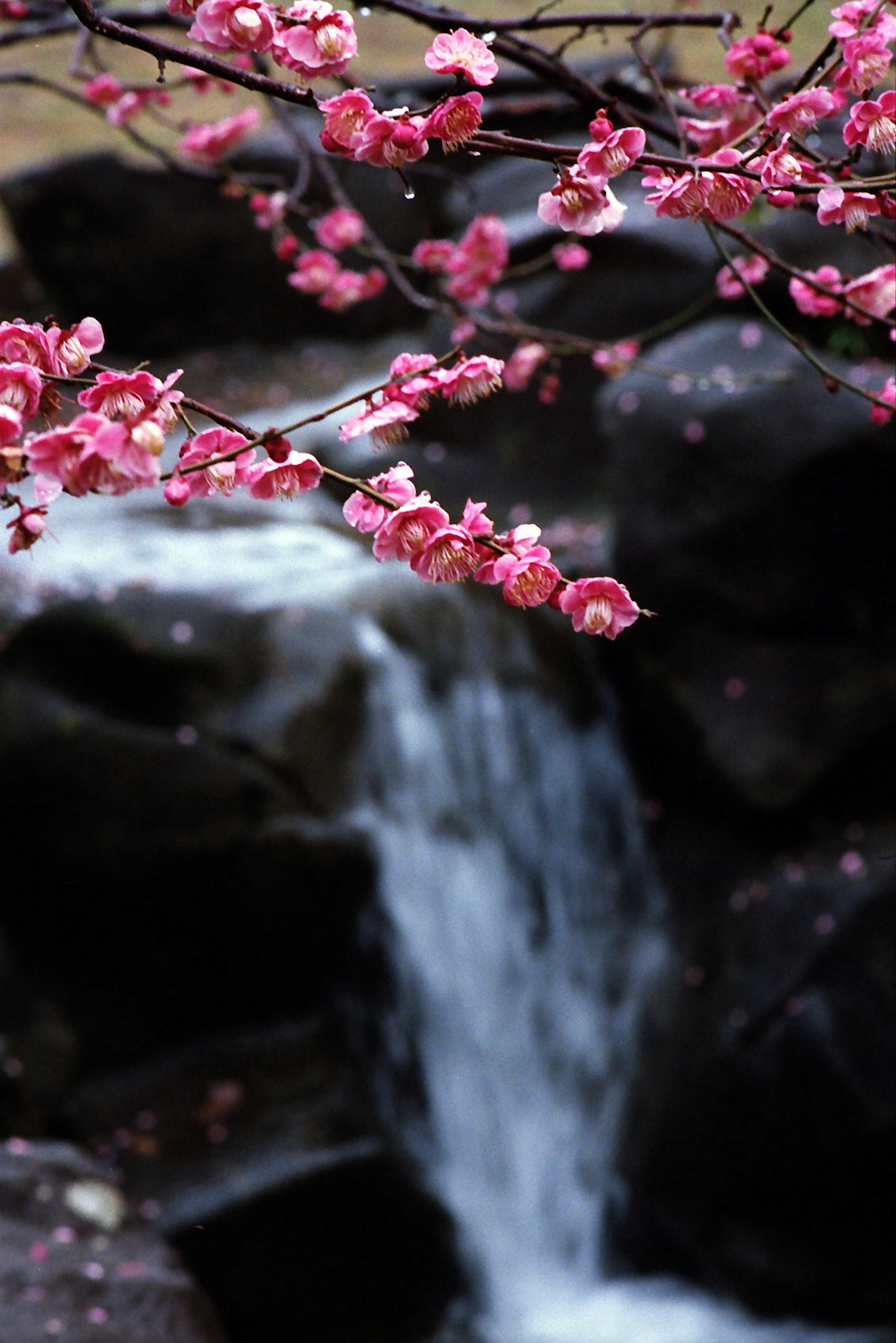 ทิวทัศน์ที่สวยงามของดอกซากุระและน้ำตกกลีบดอกสีชมพูบานใกล้น้ำไหล