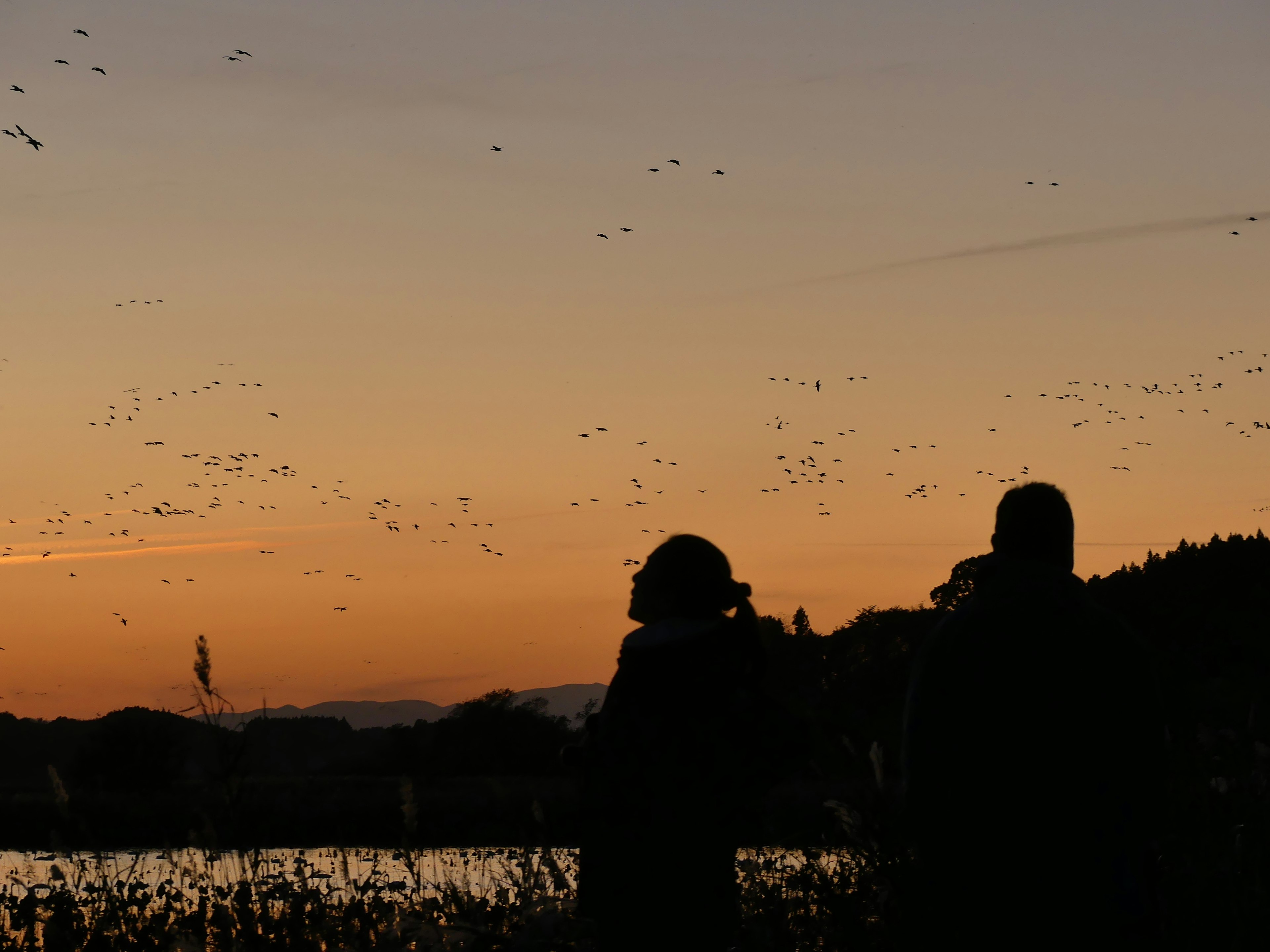 Two silhouettes observing wildlife against a sunset backdrop