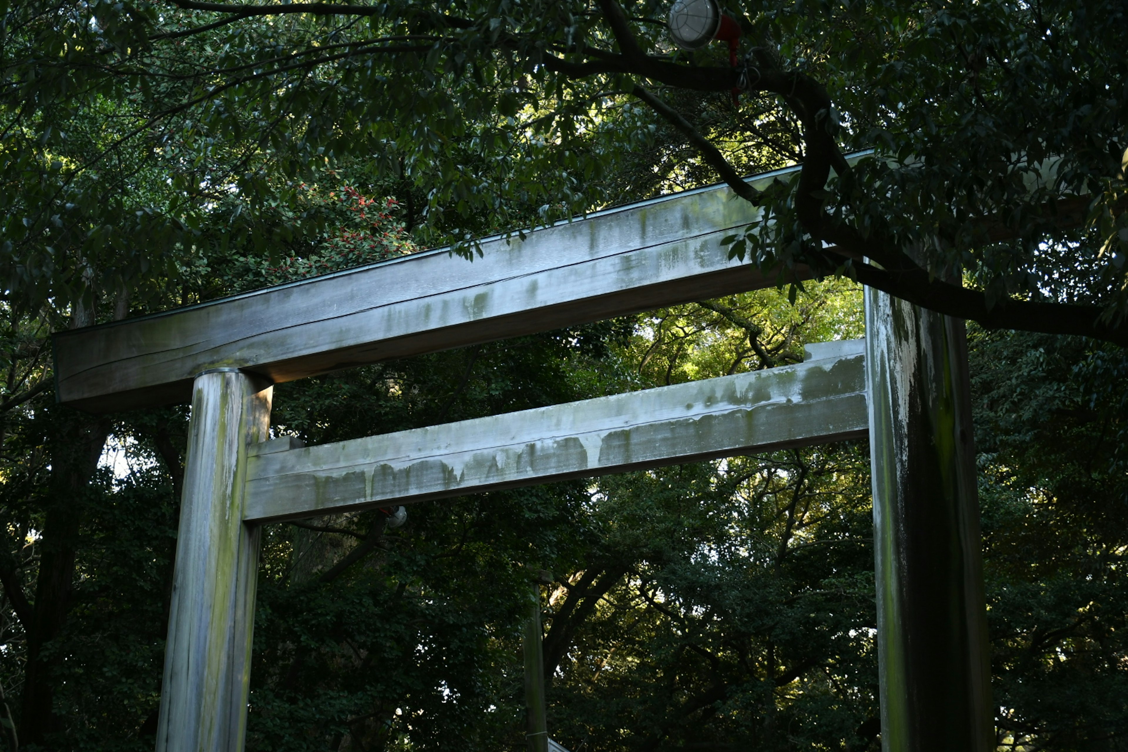 自然に囲まれた古い鳥居の上部の画像