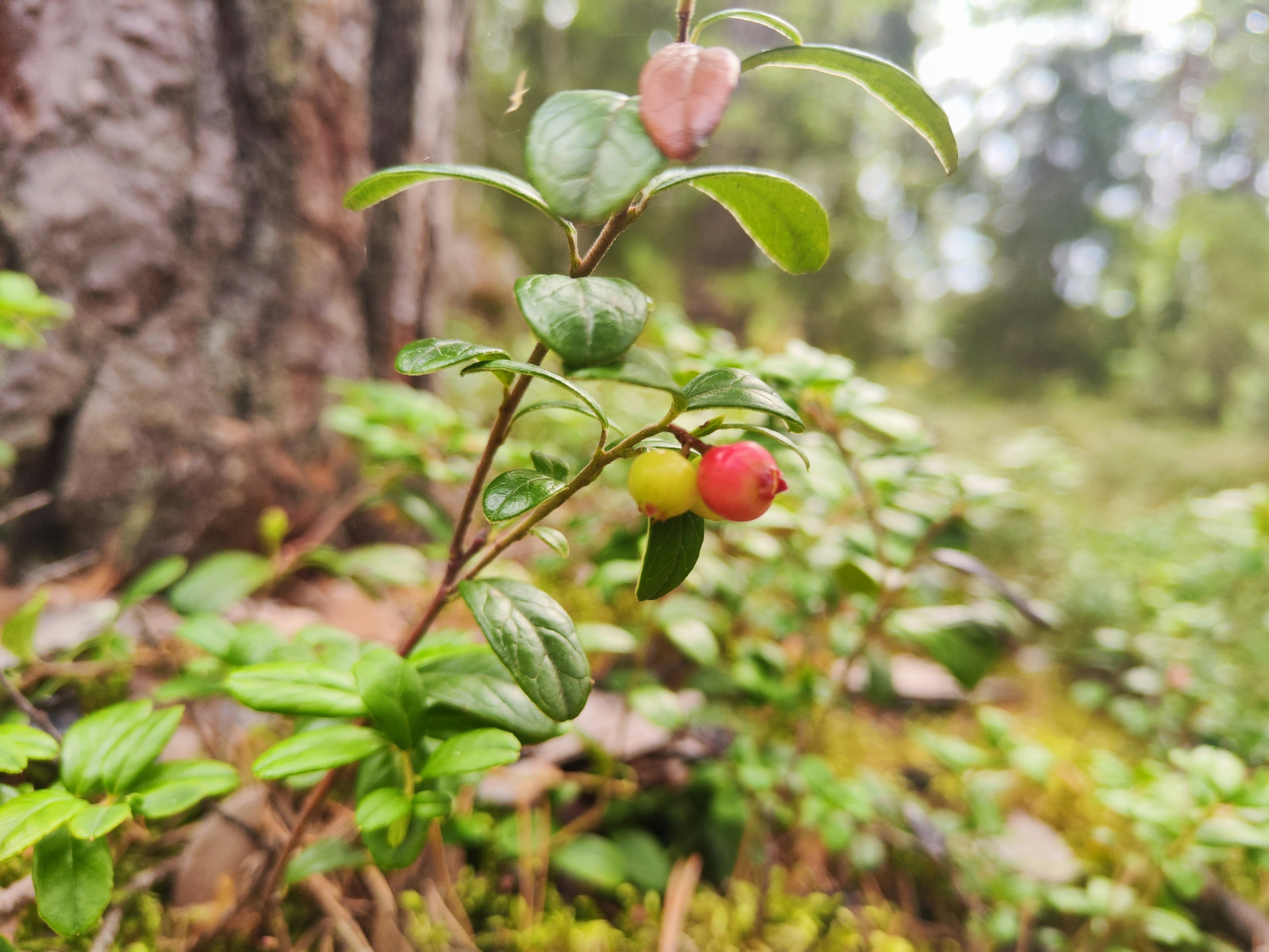 赤と黄色の実をつけた植物が森の中に生えている