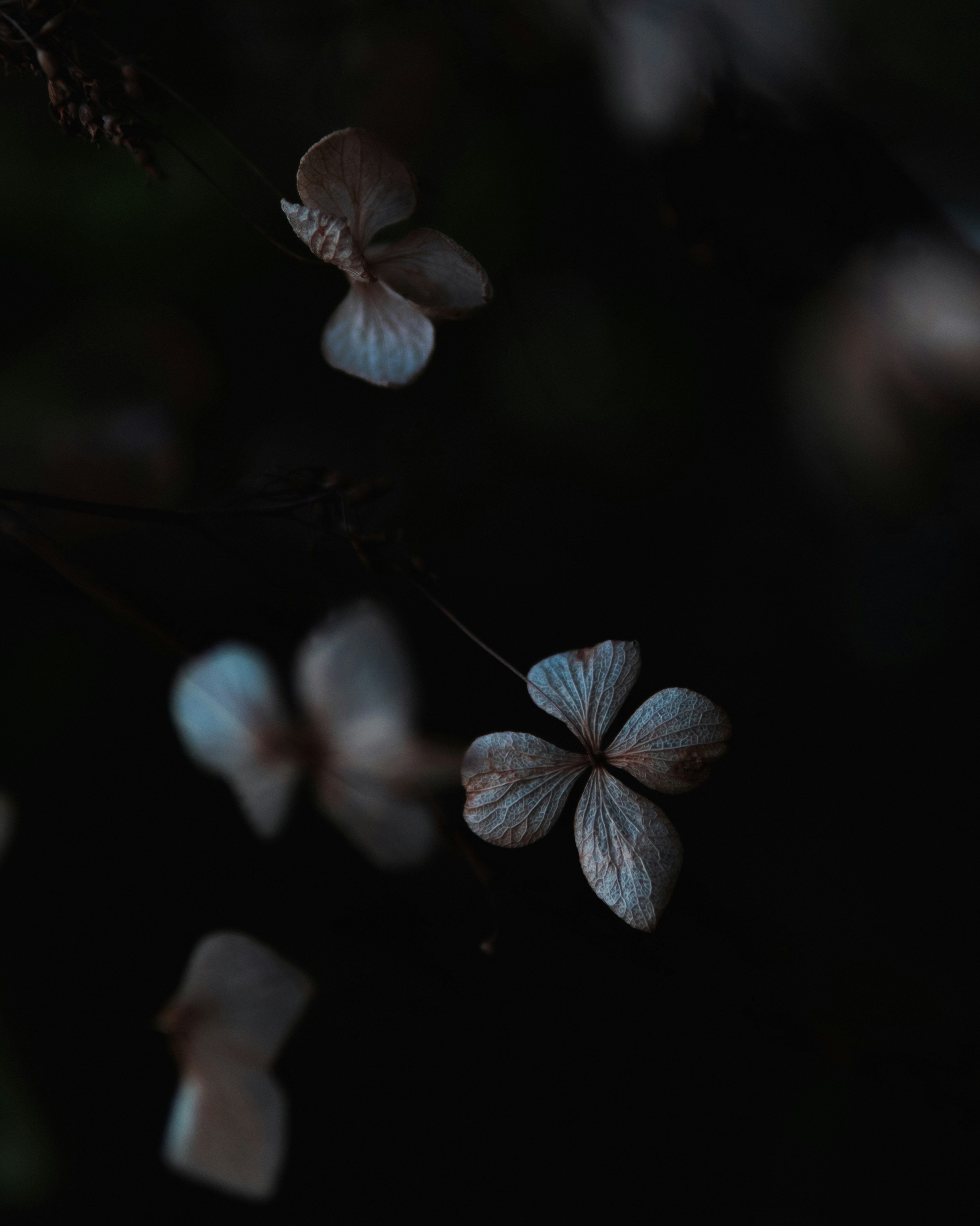 Acercamiento de flores azul pálido sobre fondo oscuro