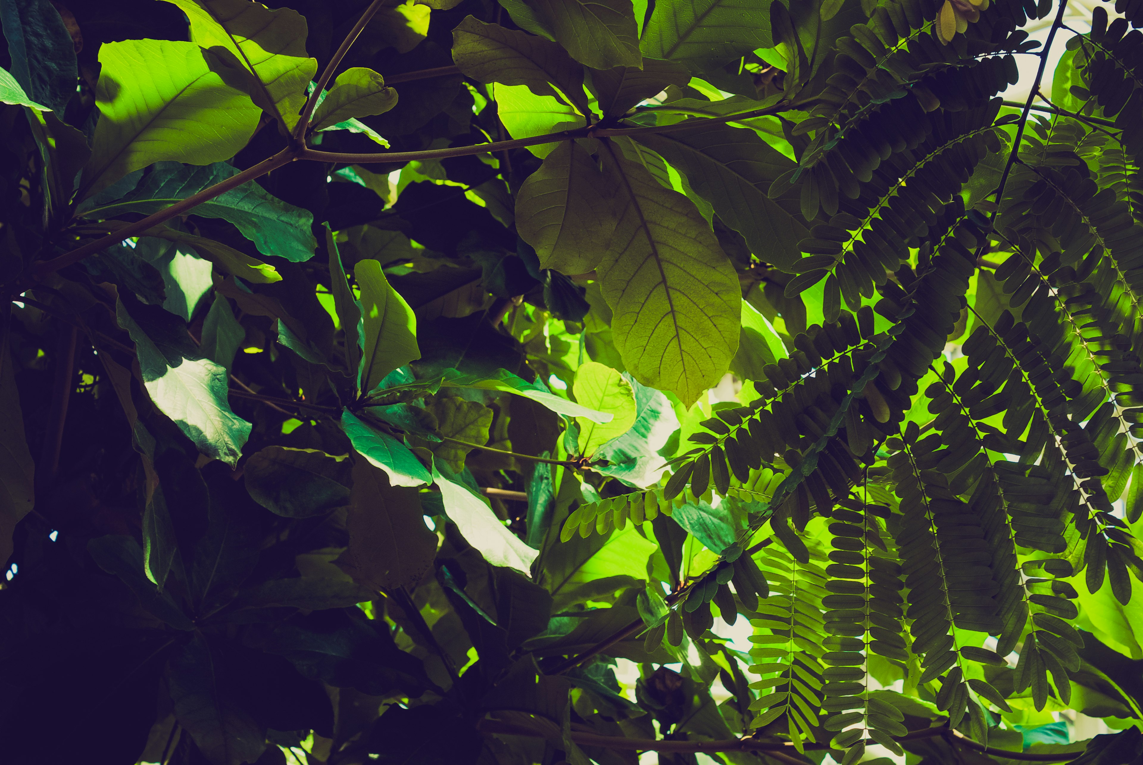 Overlapping green leaves and ferns