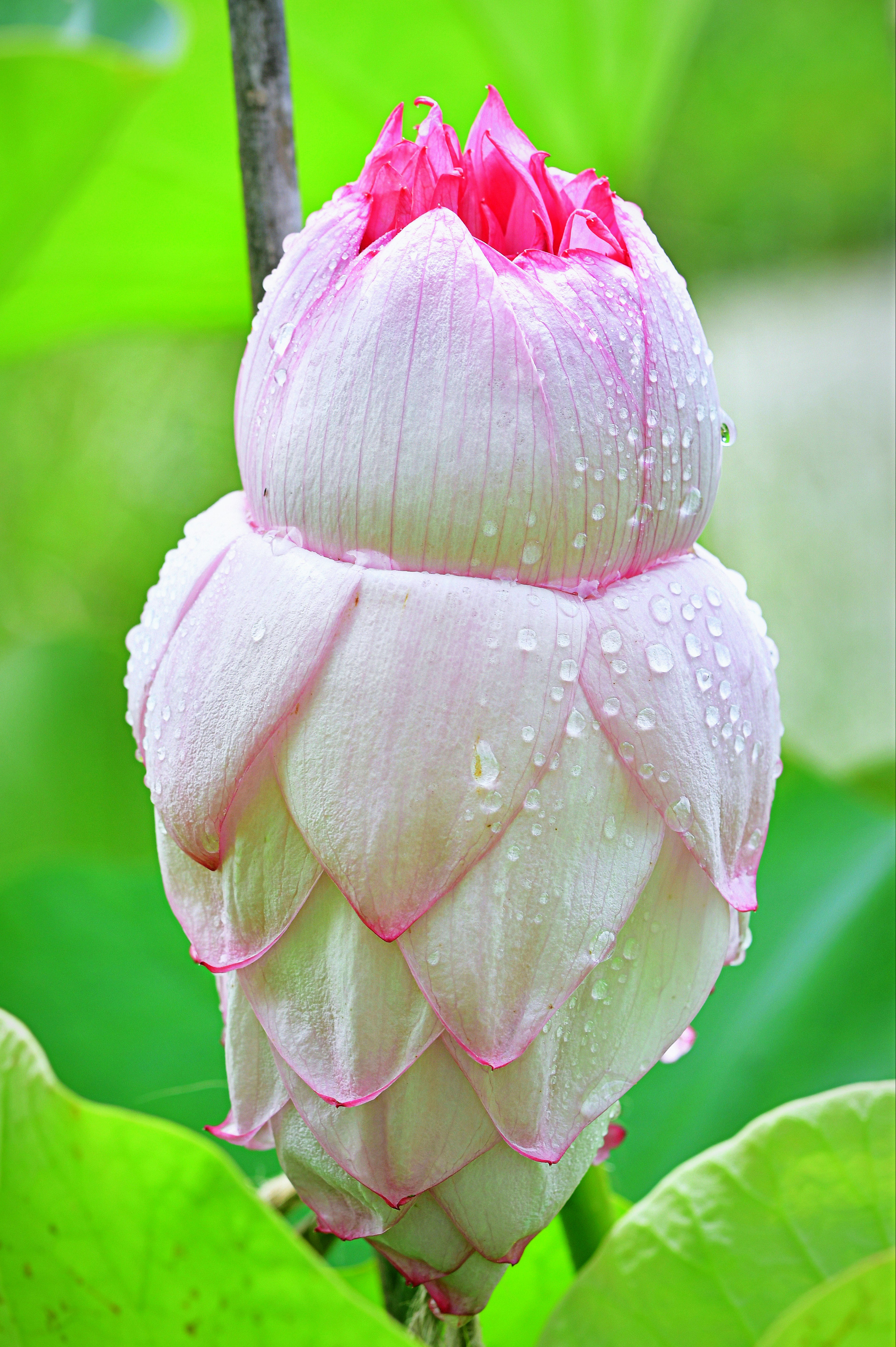 A beautiful lotus bud surrounded by green leaves with water droplets