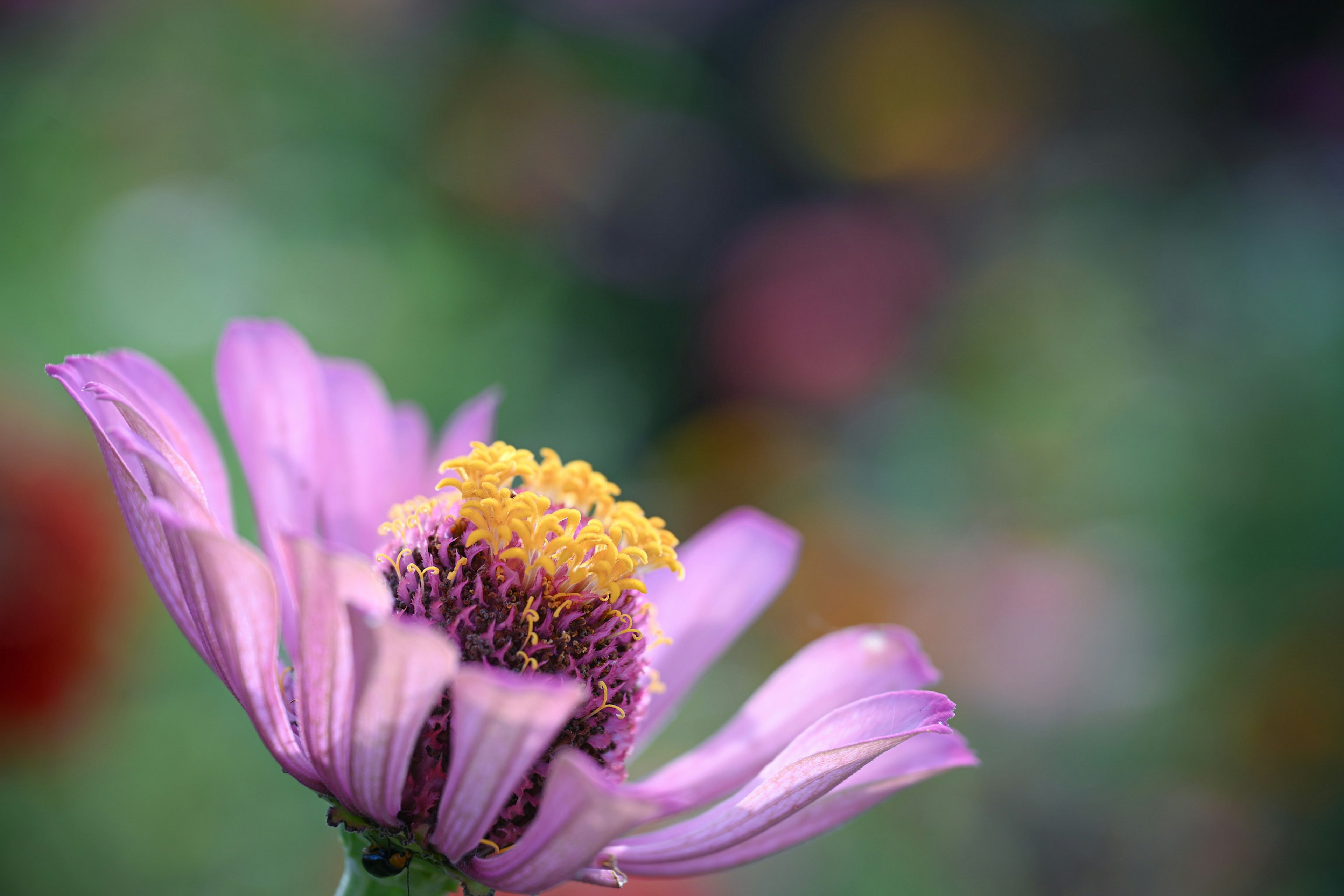 鮮やかな紫の花のクローズアップ 明るい黄色の花粉が目立つ