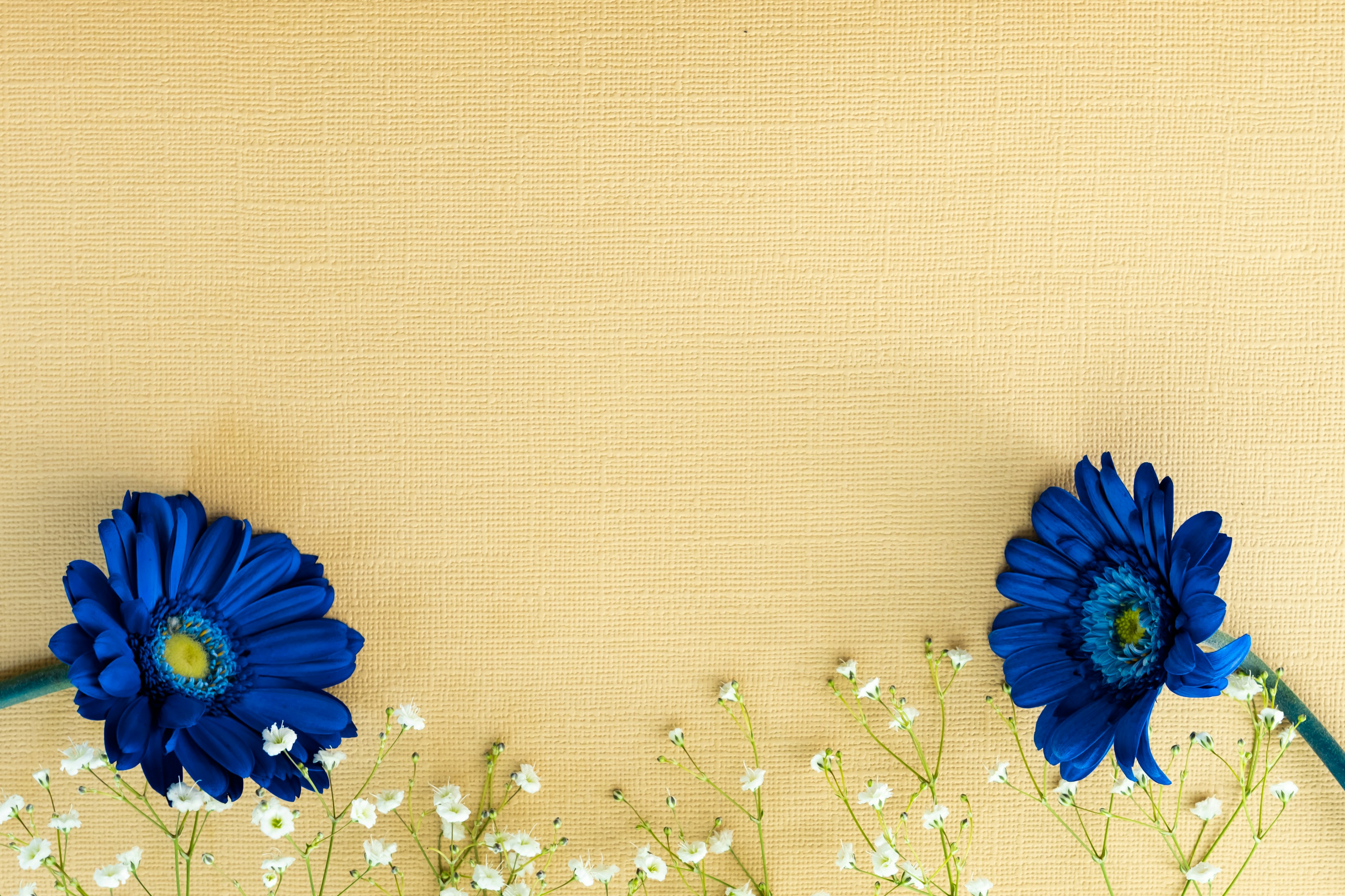 Dos flores azules vibrantes con delicadas flores blancas de cuna sobre un fondo amarillo claro