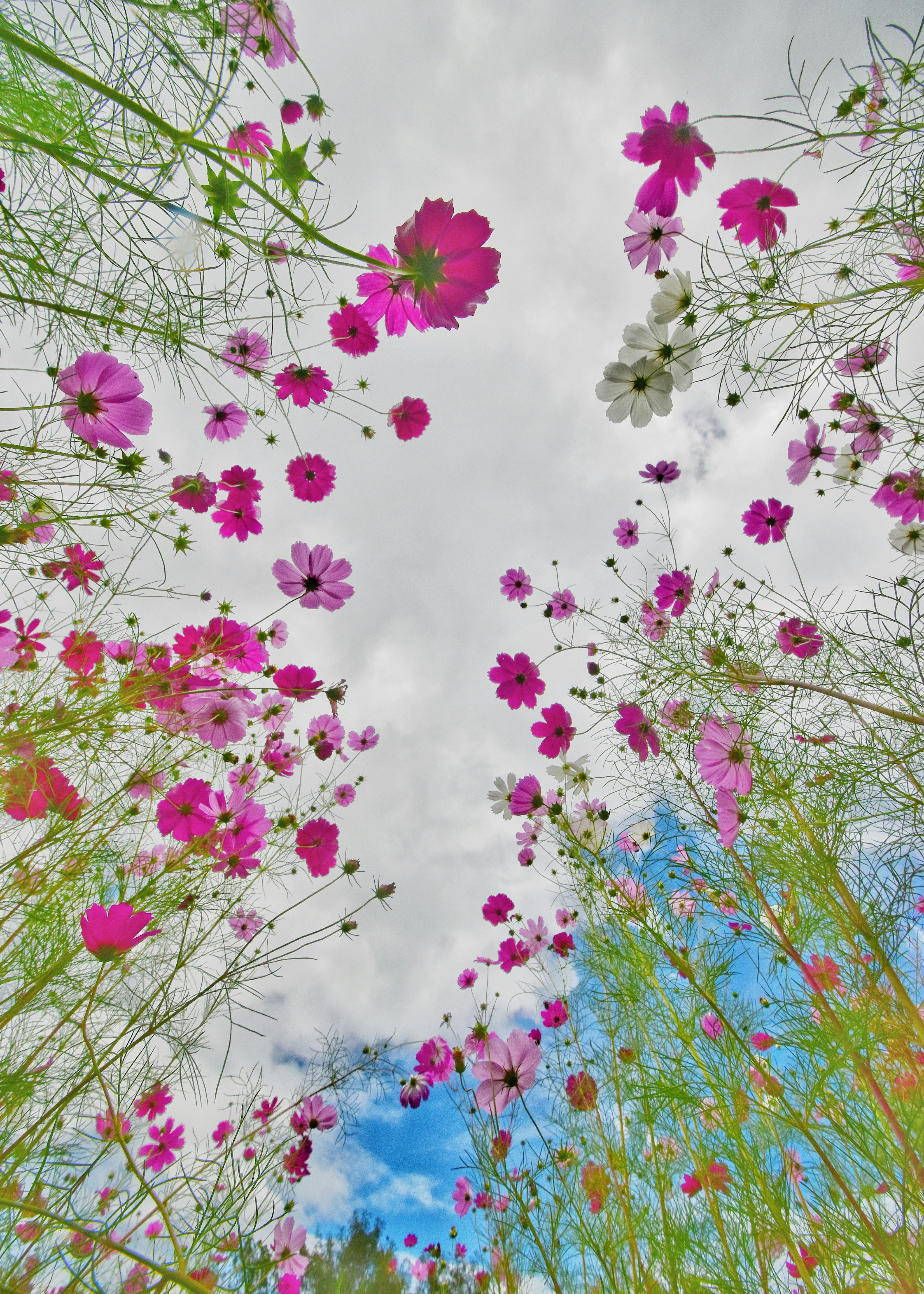 Colorful flowers under a blue sky