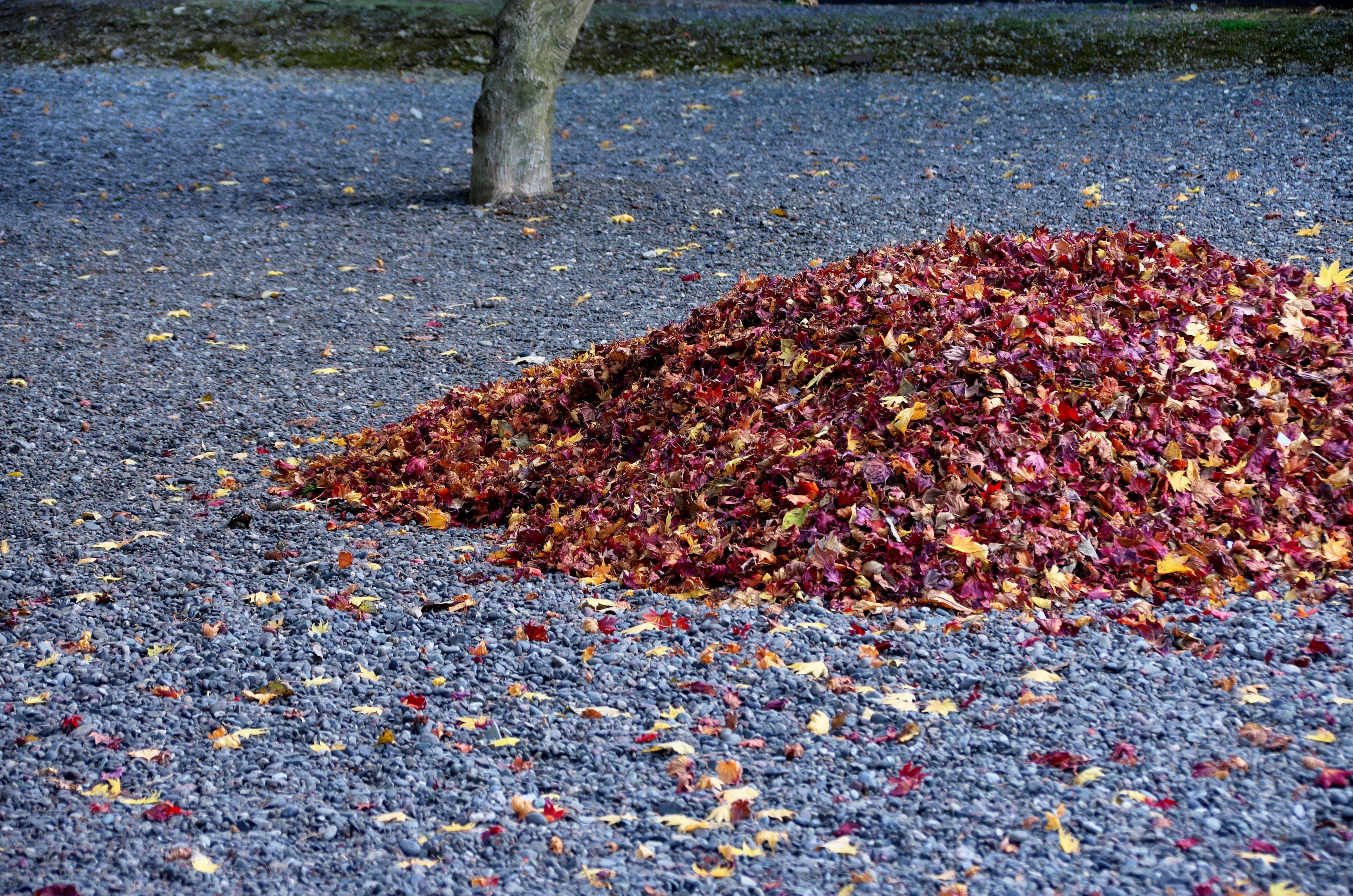 A mound of colorful autumn leaves piled on the ground in a park