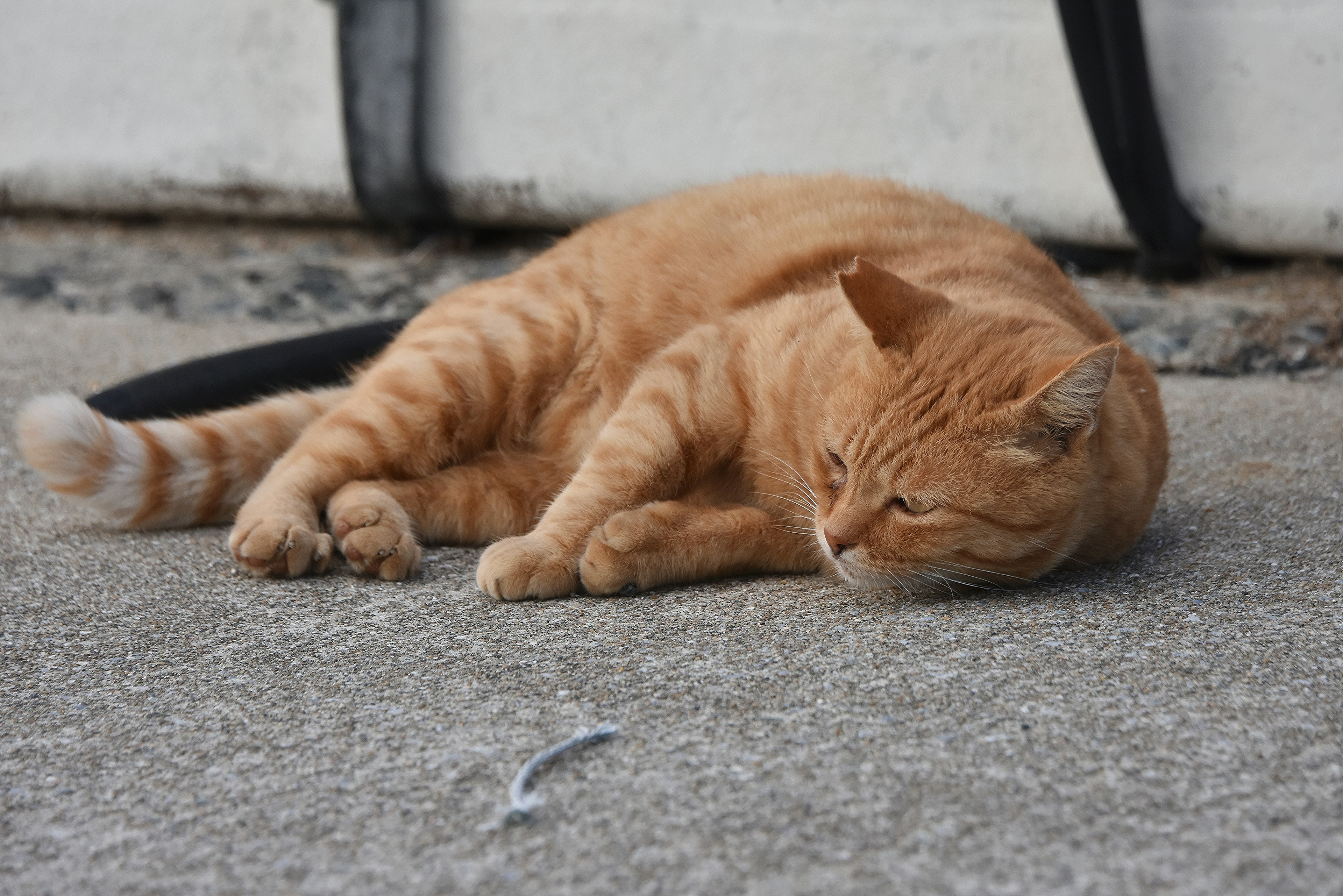 Un gatto arancione sdraiato su una superficie di cemento