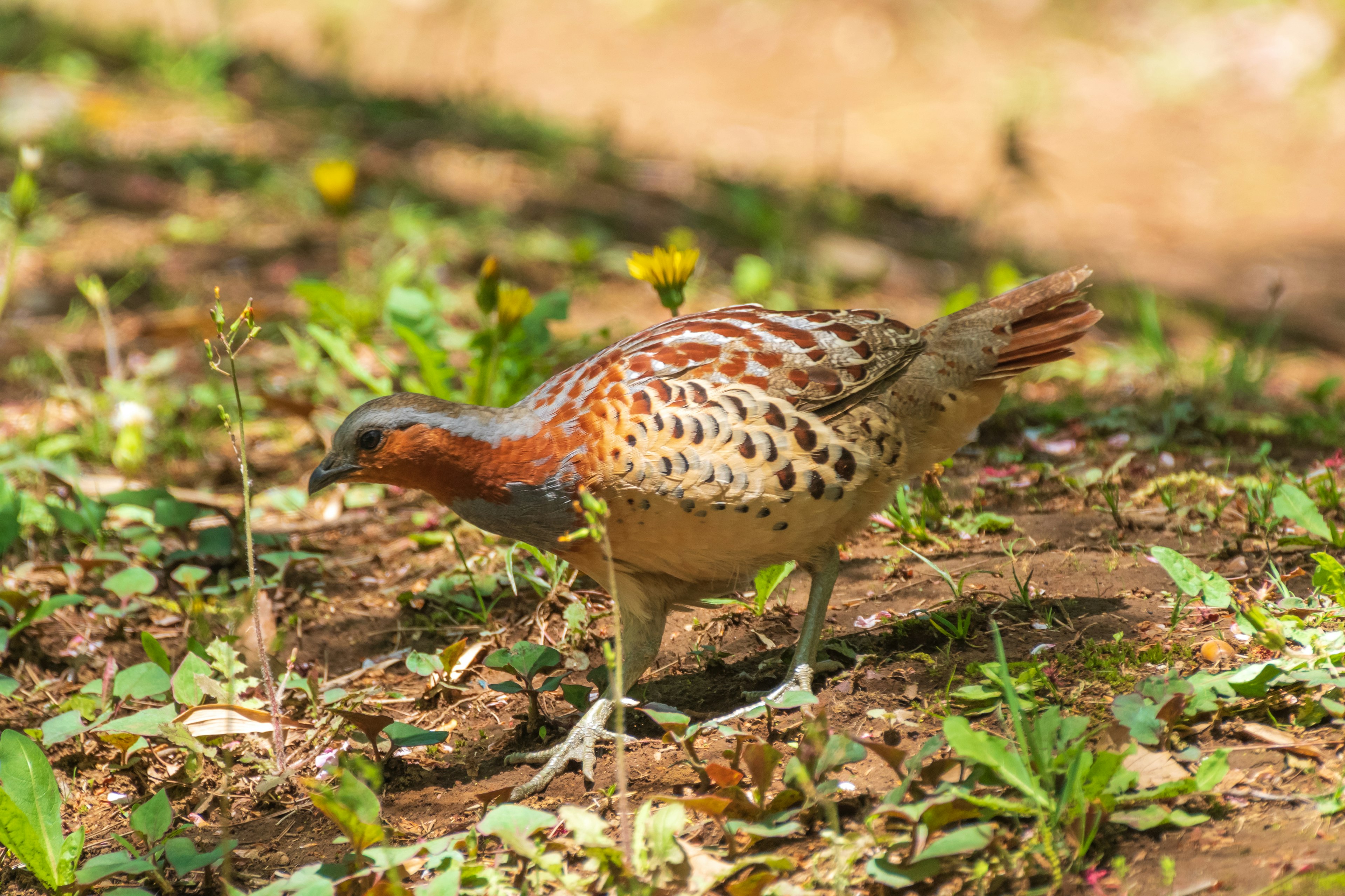 Ein schöner Vogel, der am Boden nach Futter sucht, umgeben von grünen Pflanzen