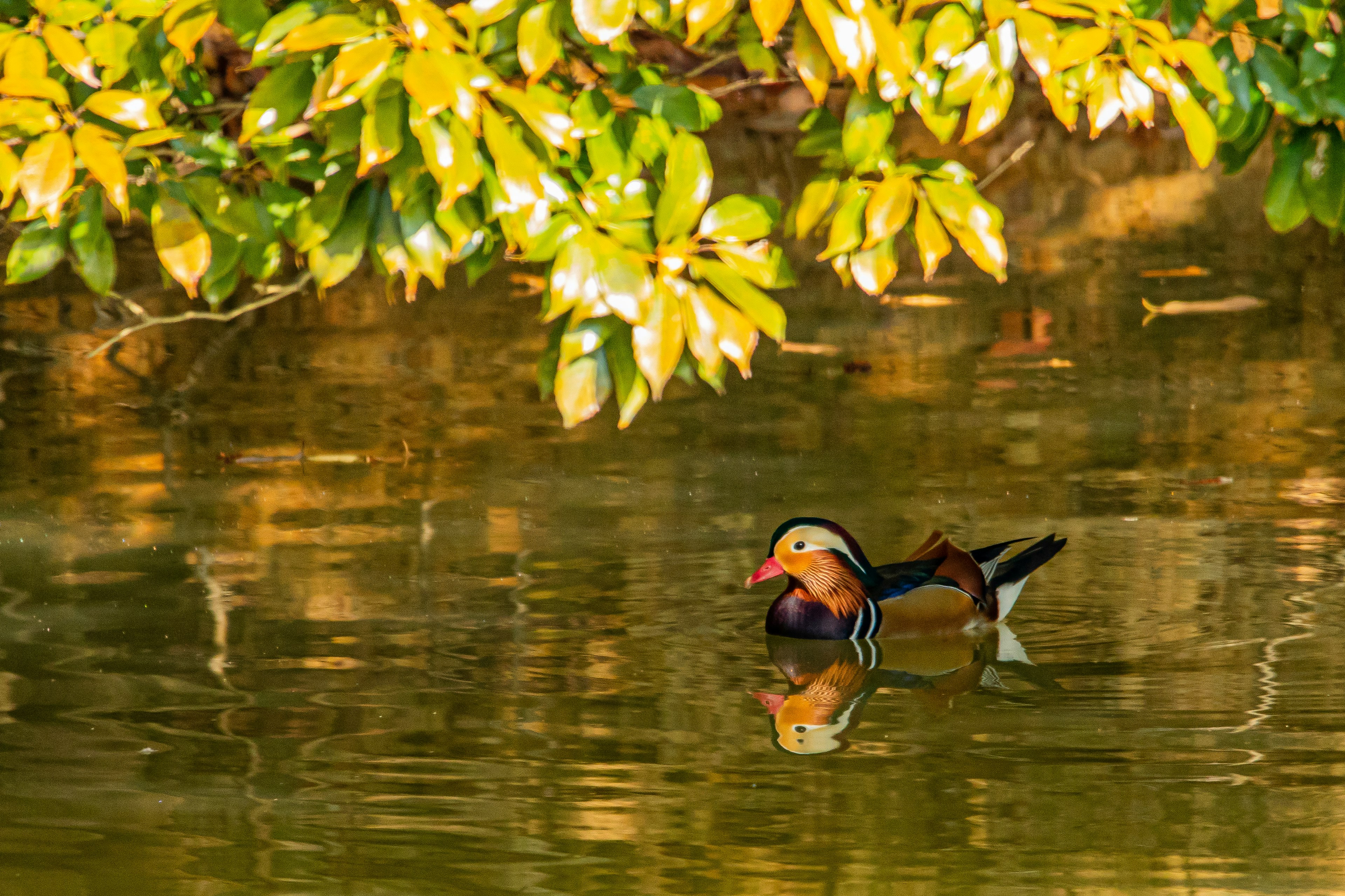 Seekor bebek mandarin yang indah mengapung di atas air dikelilingi oleh daun berwarna-warni