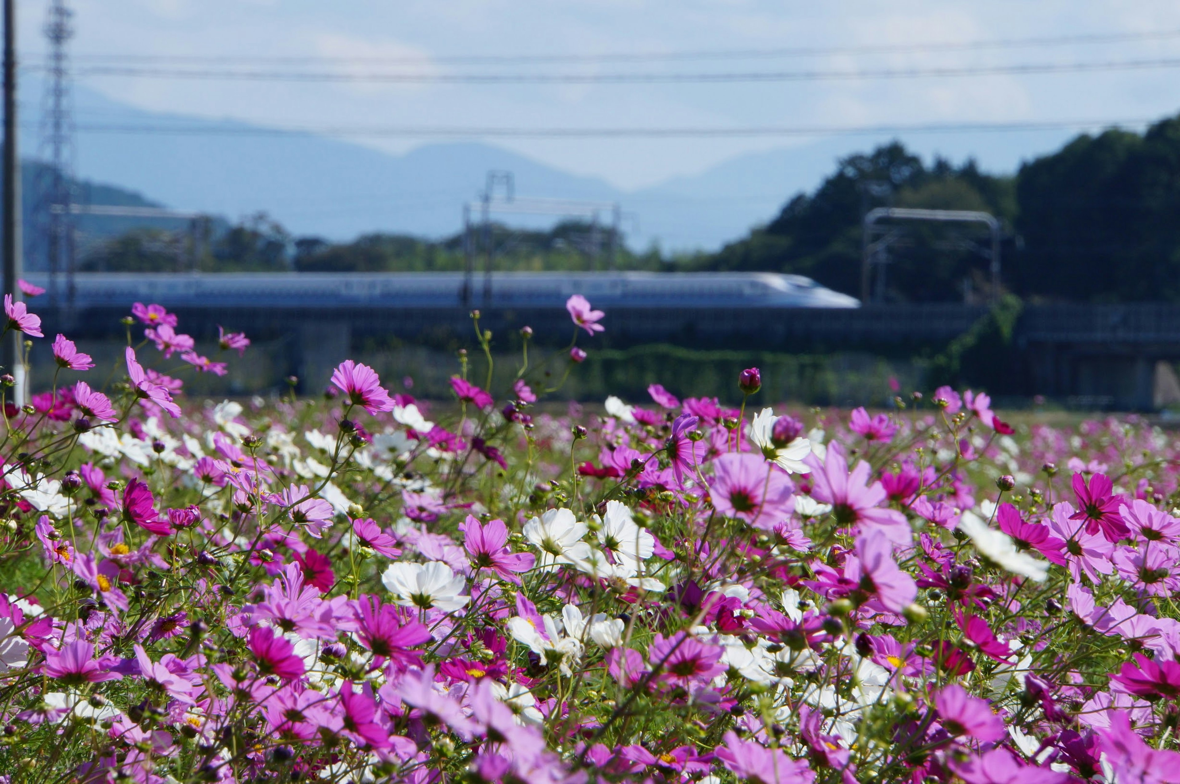 ดอกคอสมอสหลากสีและรถไฟชินคันเซนที่วิ่งผ่านในพื้นหลัง