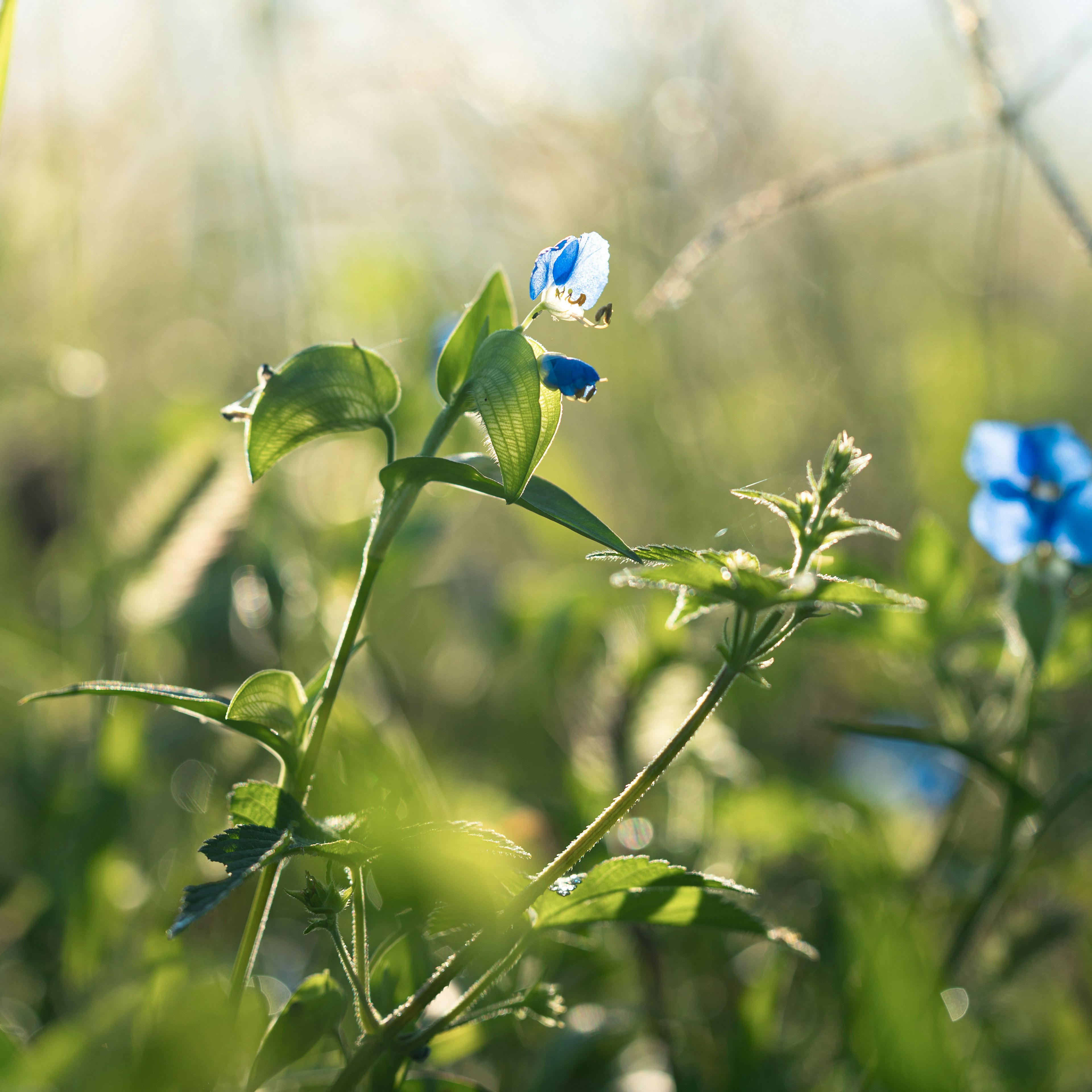 Plant with blue flowers among green grass