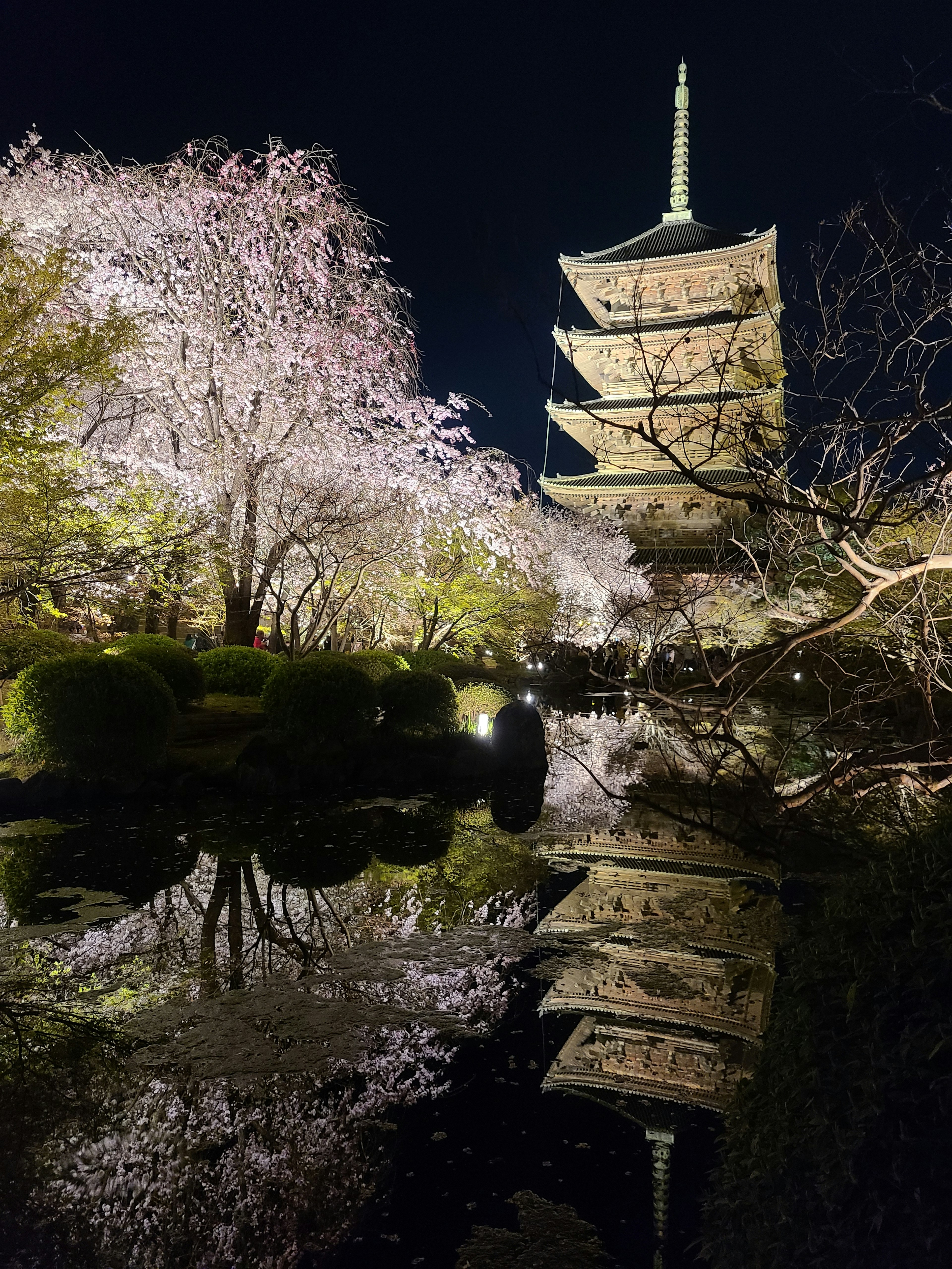 Schöne Reflexion von Kirschblüten und einer Pagode bei Nacht