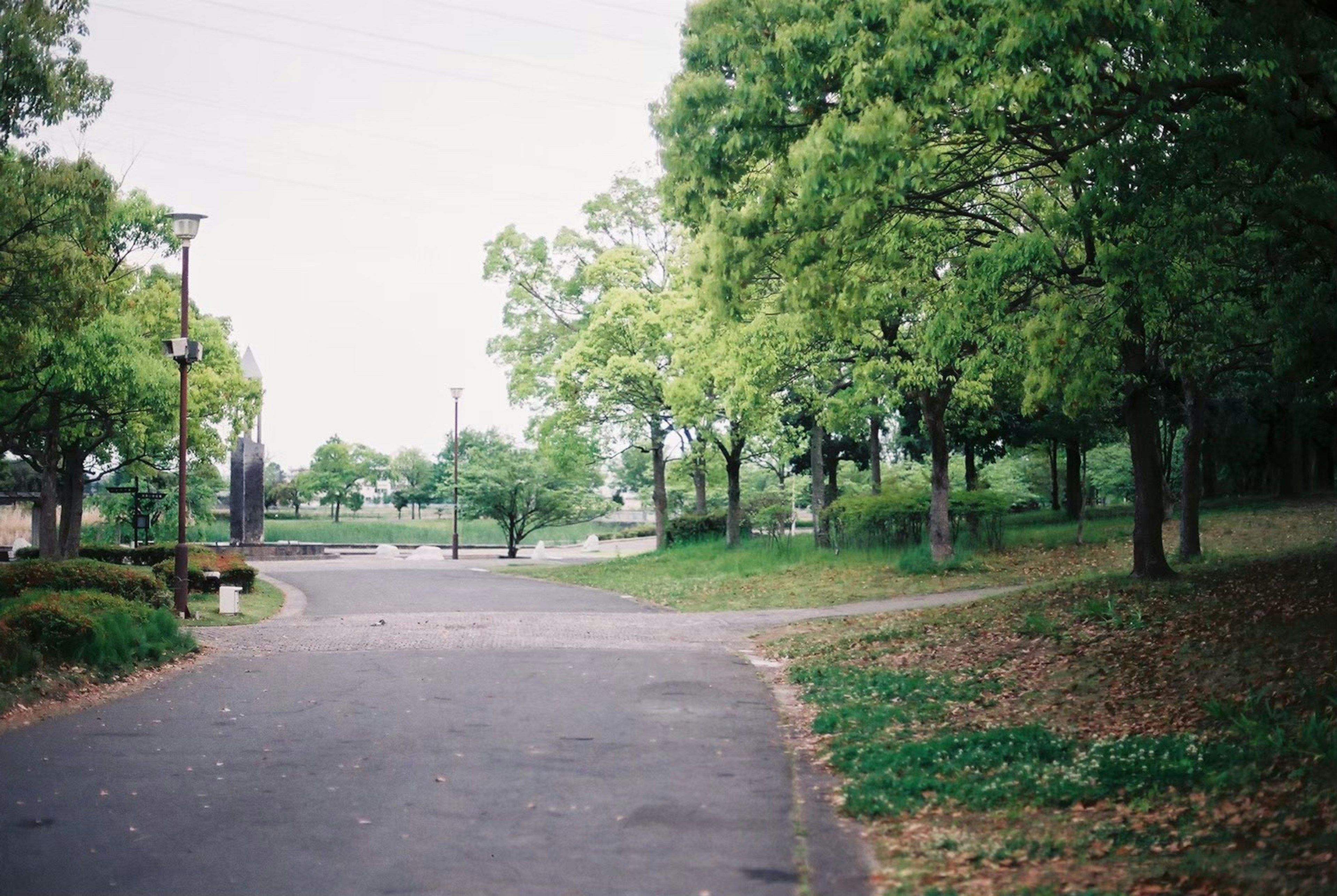 A scenic view of a park path with lush green trees