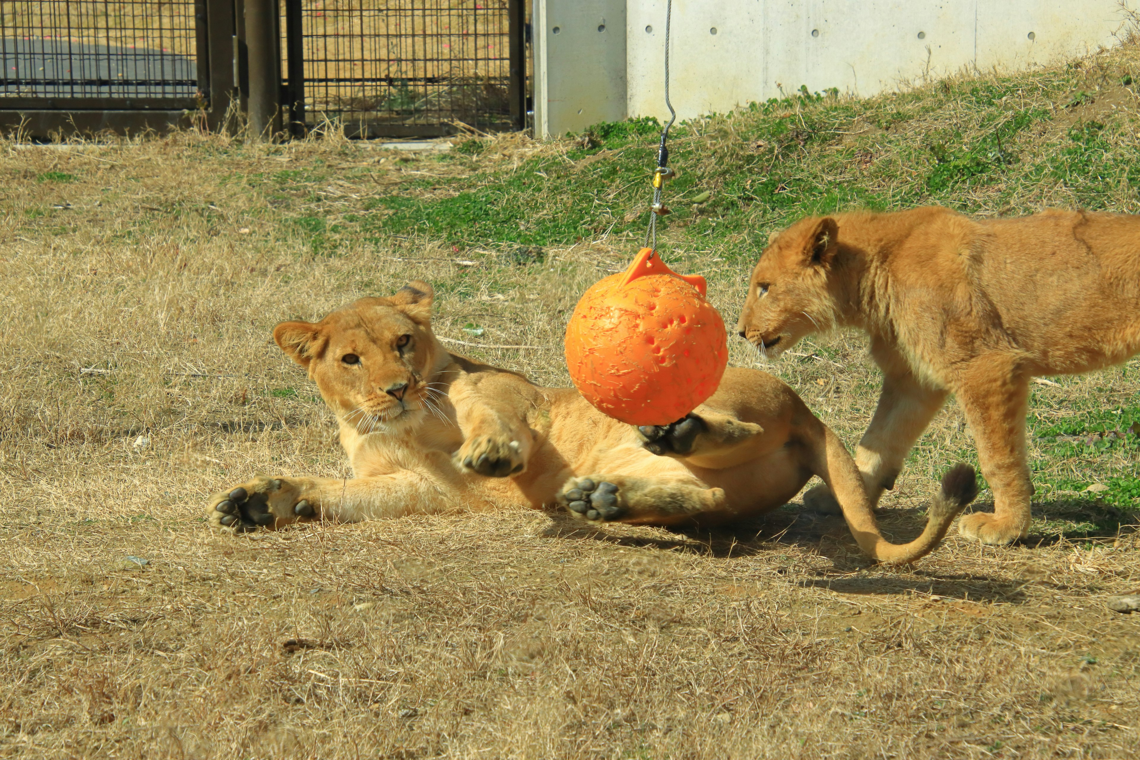 Zwei Löwen spielen mit einem orangefarbenen Ball