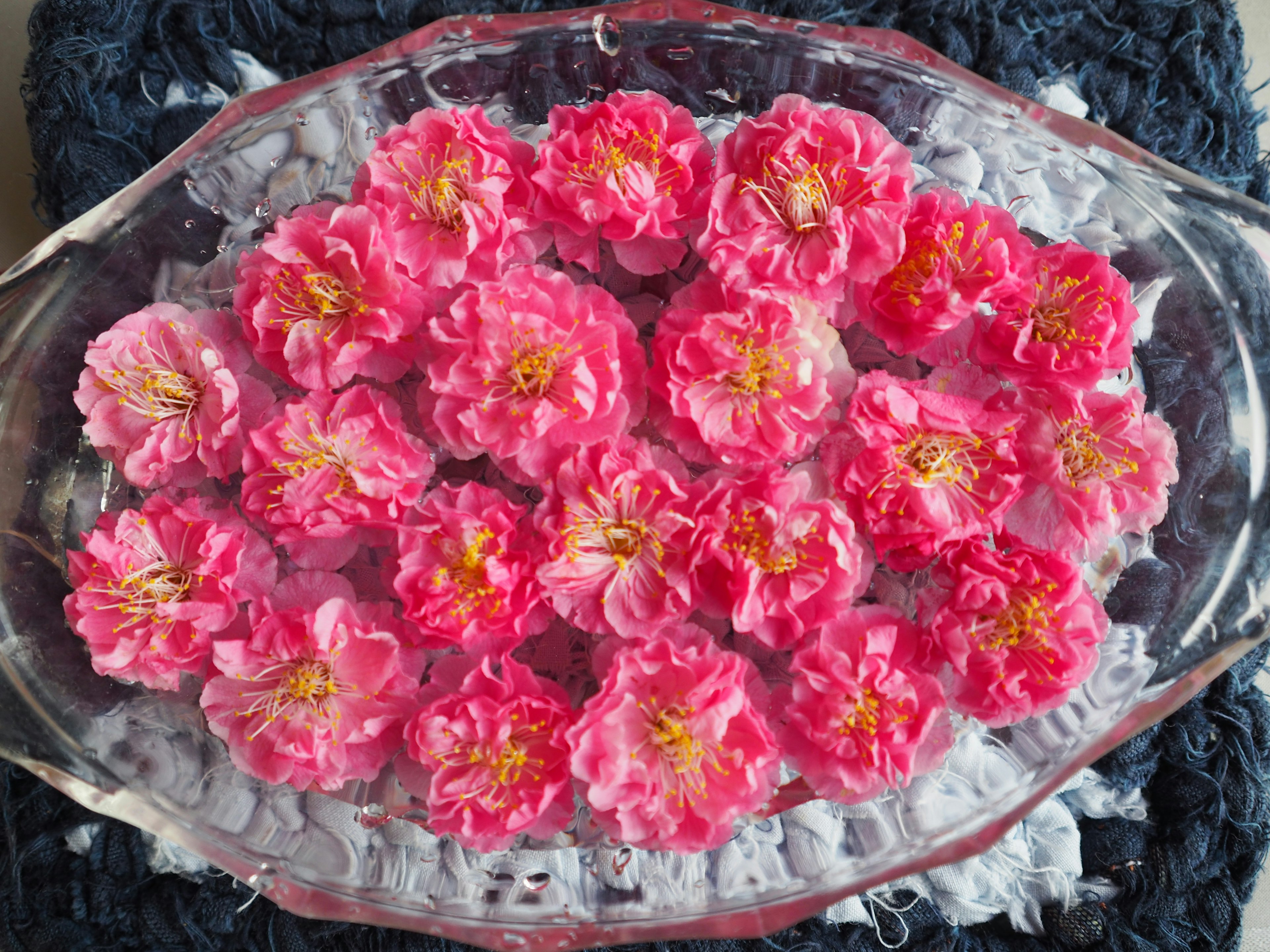 Vibrant pink flower petals floating in a clear dish