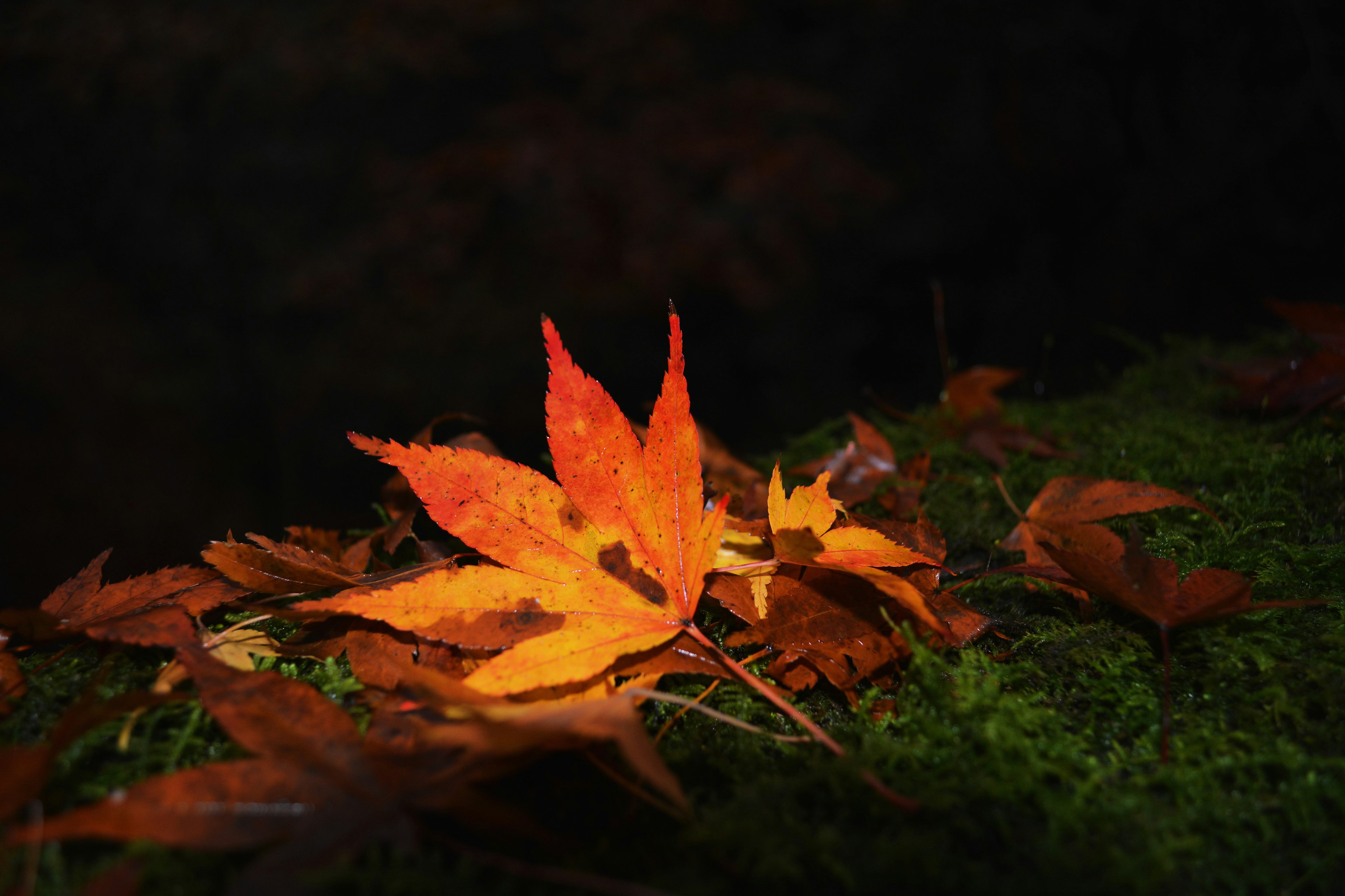 Vibrant orange leaves resting on green grass in an autumn scene