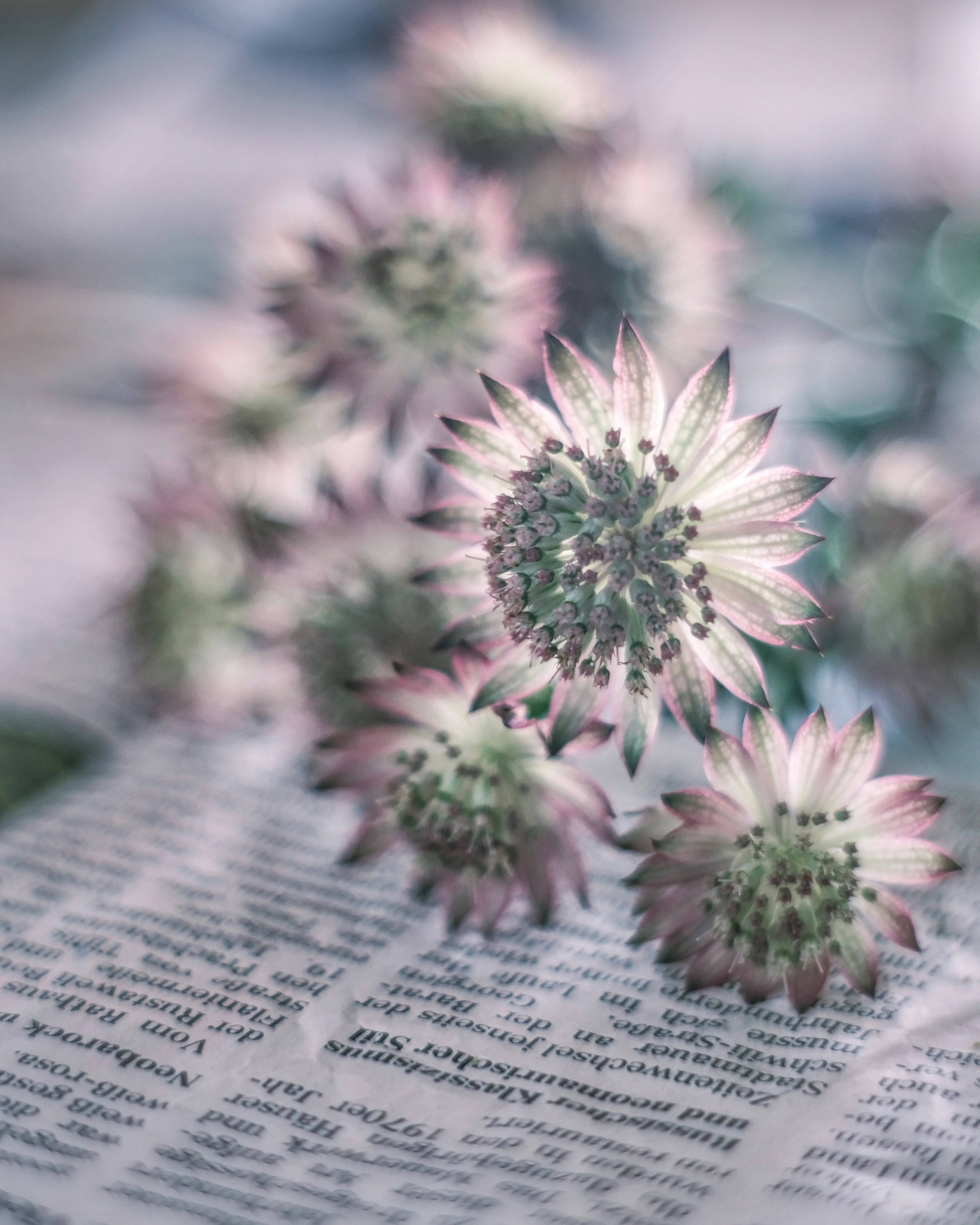 Softly colored flowers placed on newspaper