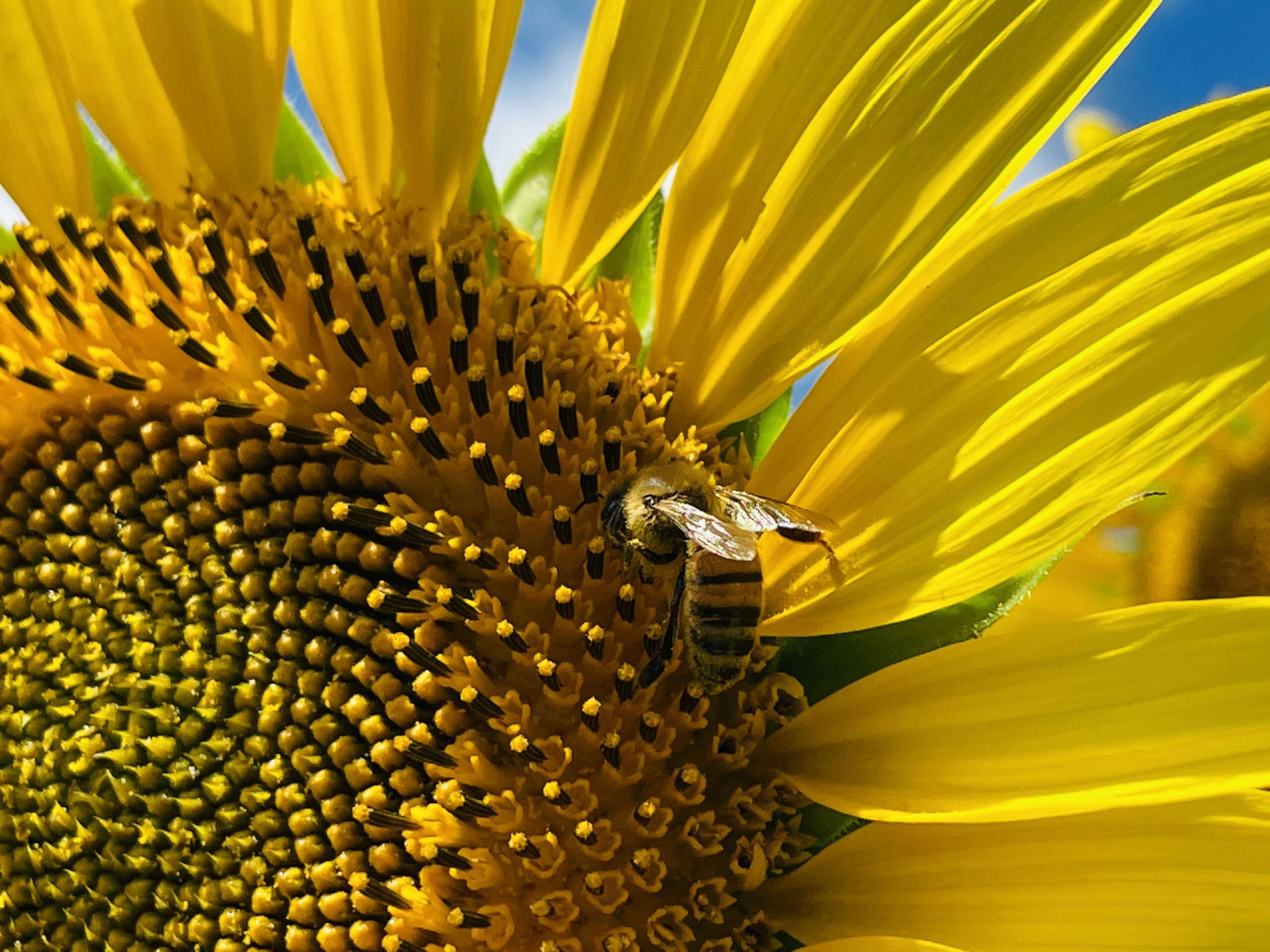 Close-up of a bee on a sunflower head