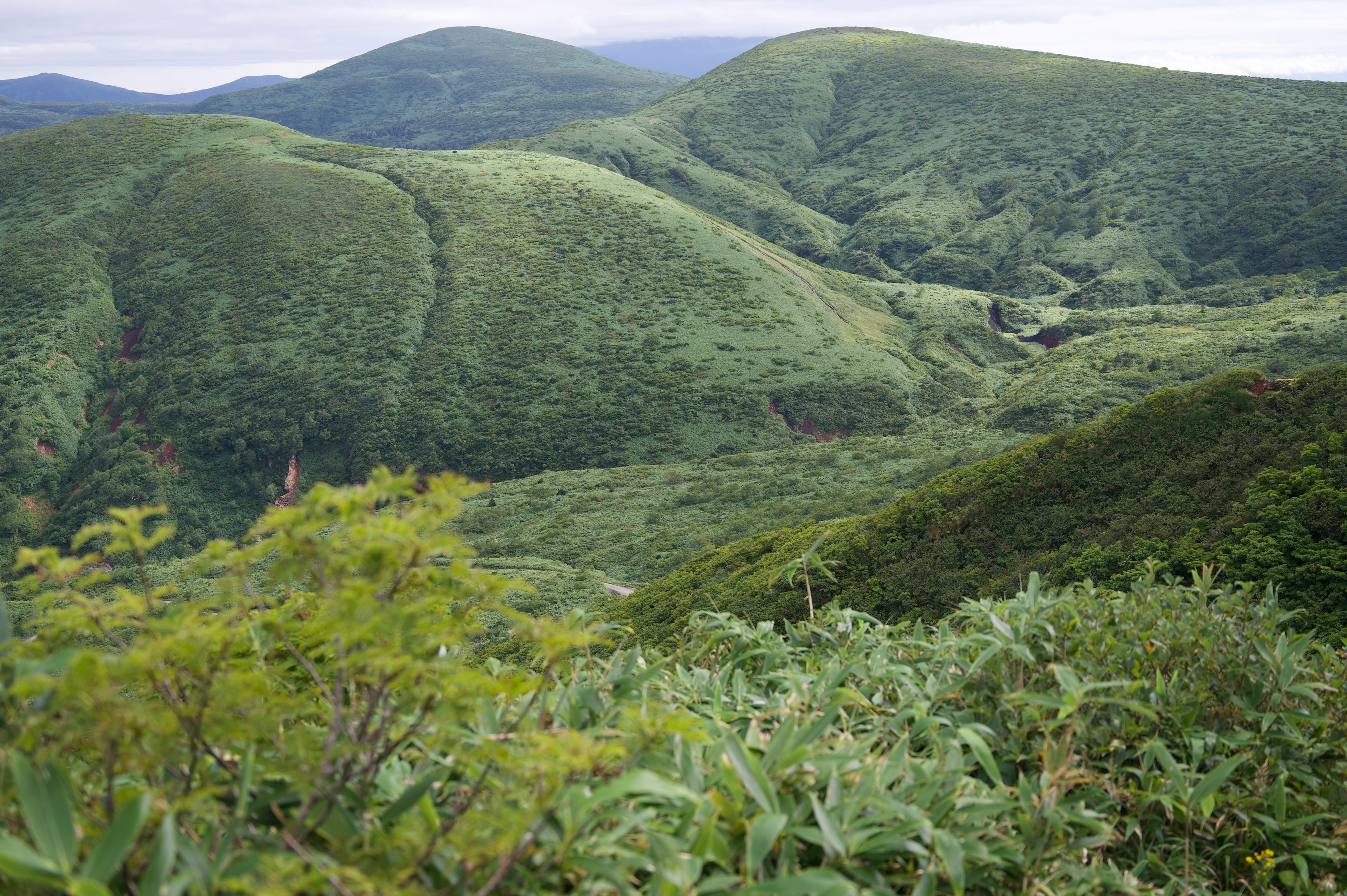 緑豊かな丘陵地帯と木々が広がる風景