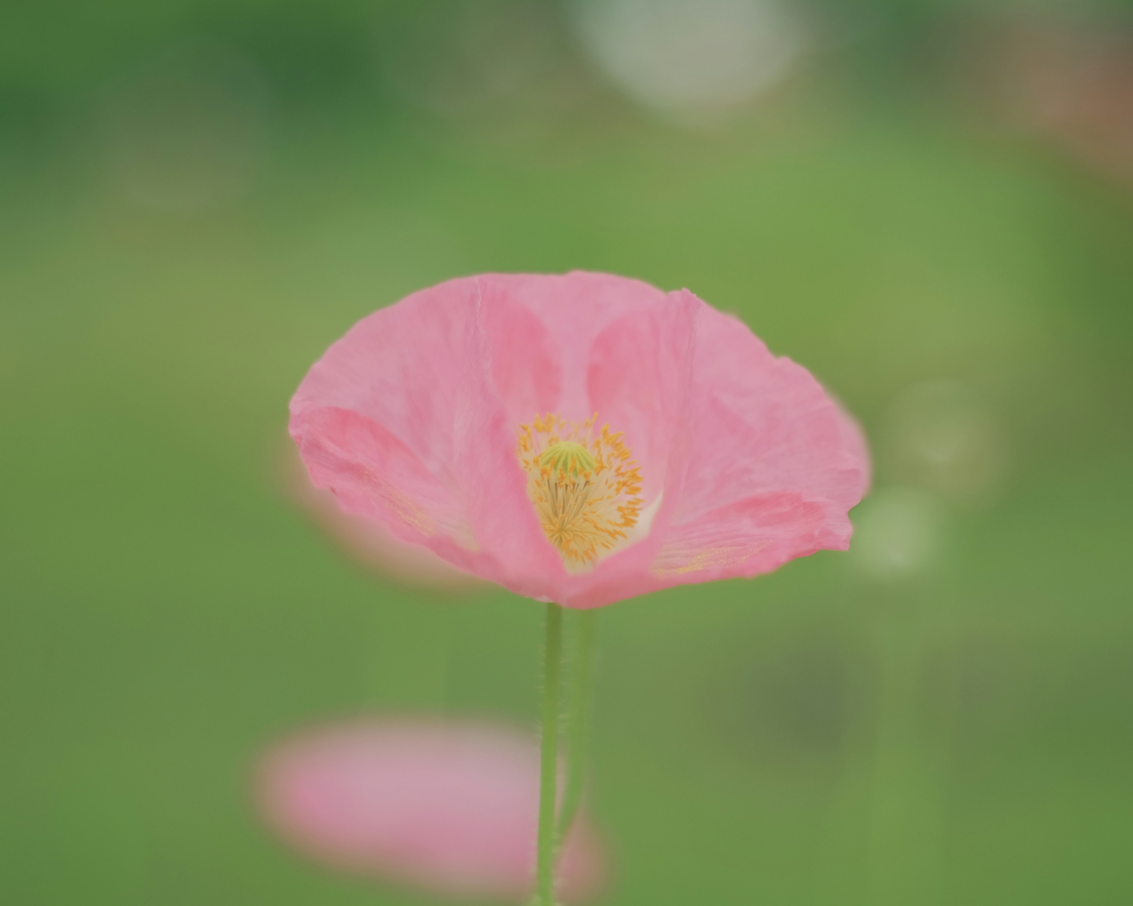 A pink flower blooming against a vibrant green background