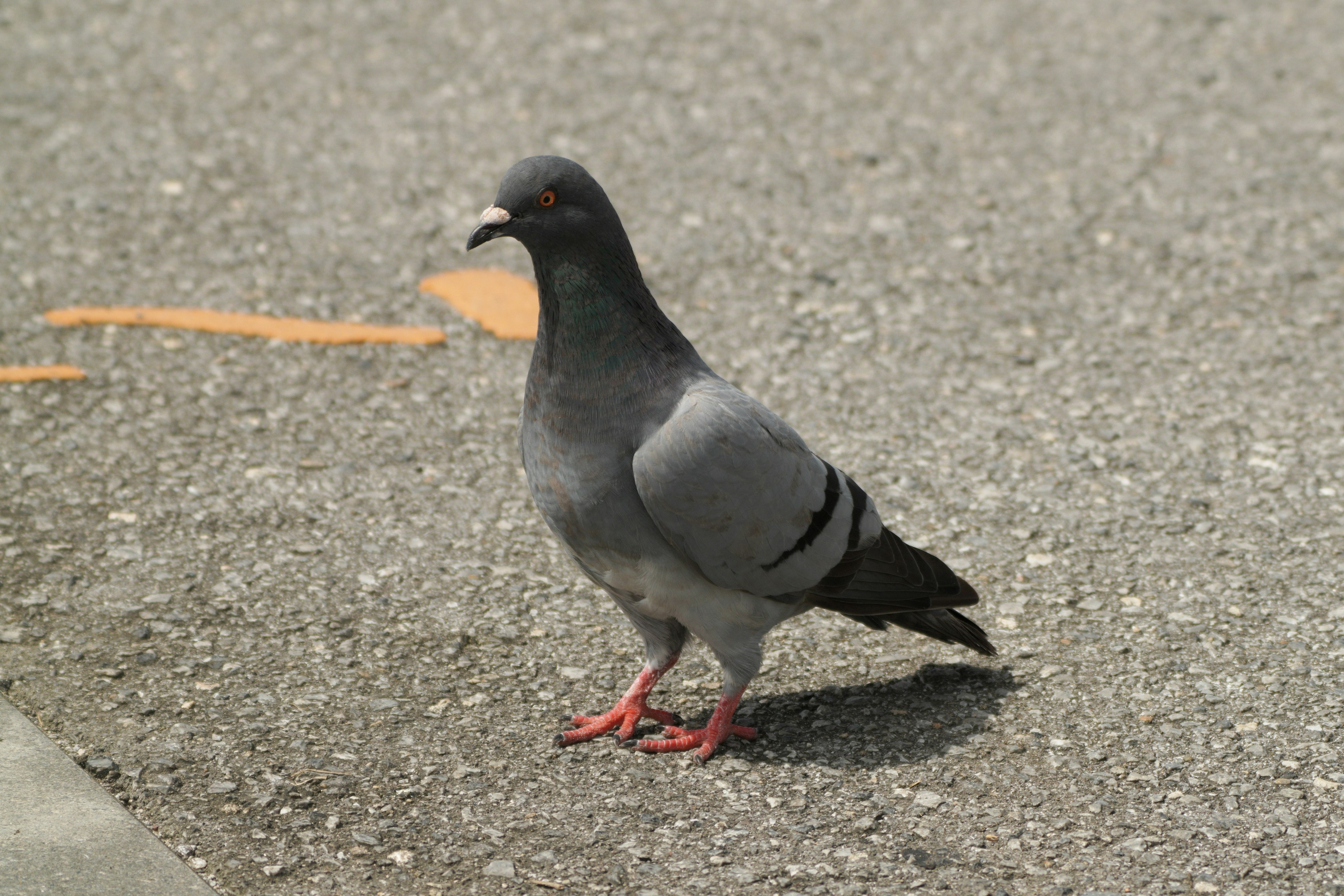 Un piccione grigio in piedi su una strada di città