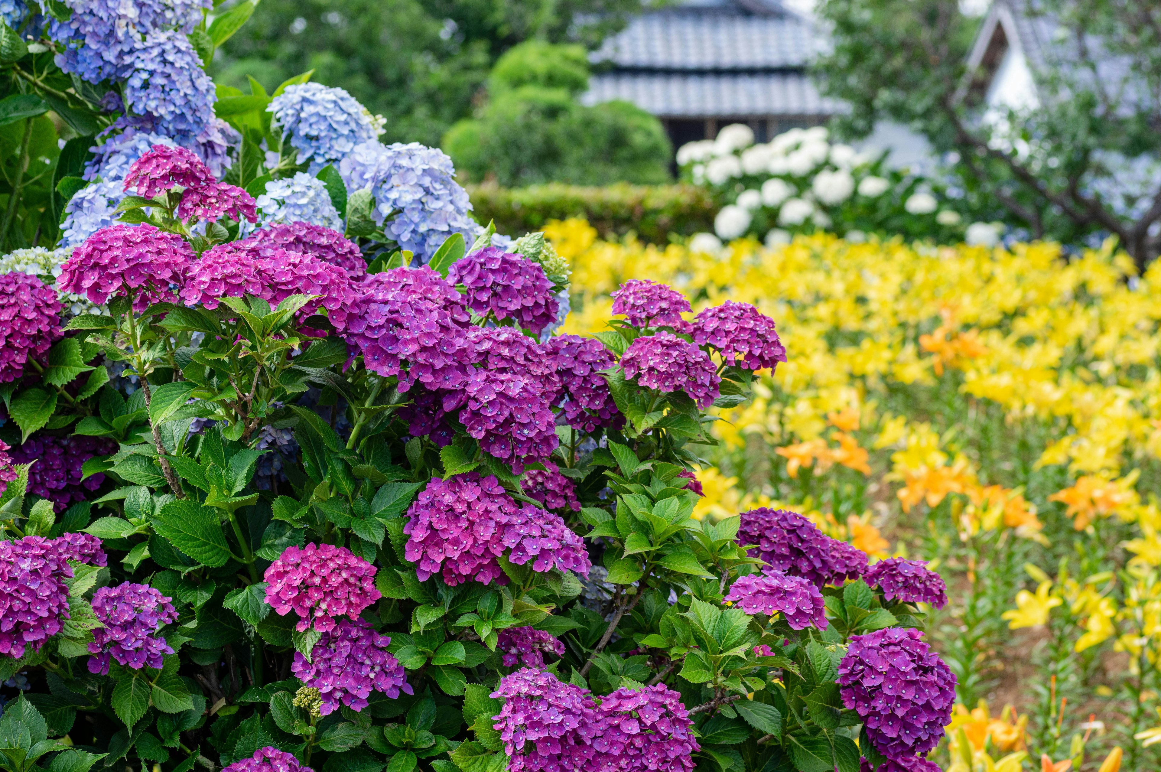 Garden scene featuring purple and blue hydrangeas with yellow lilies in bloom