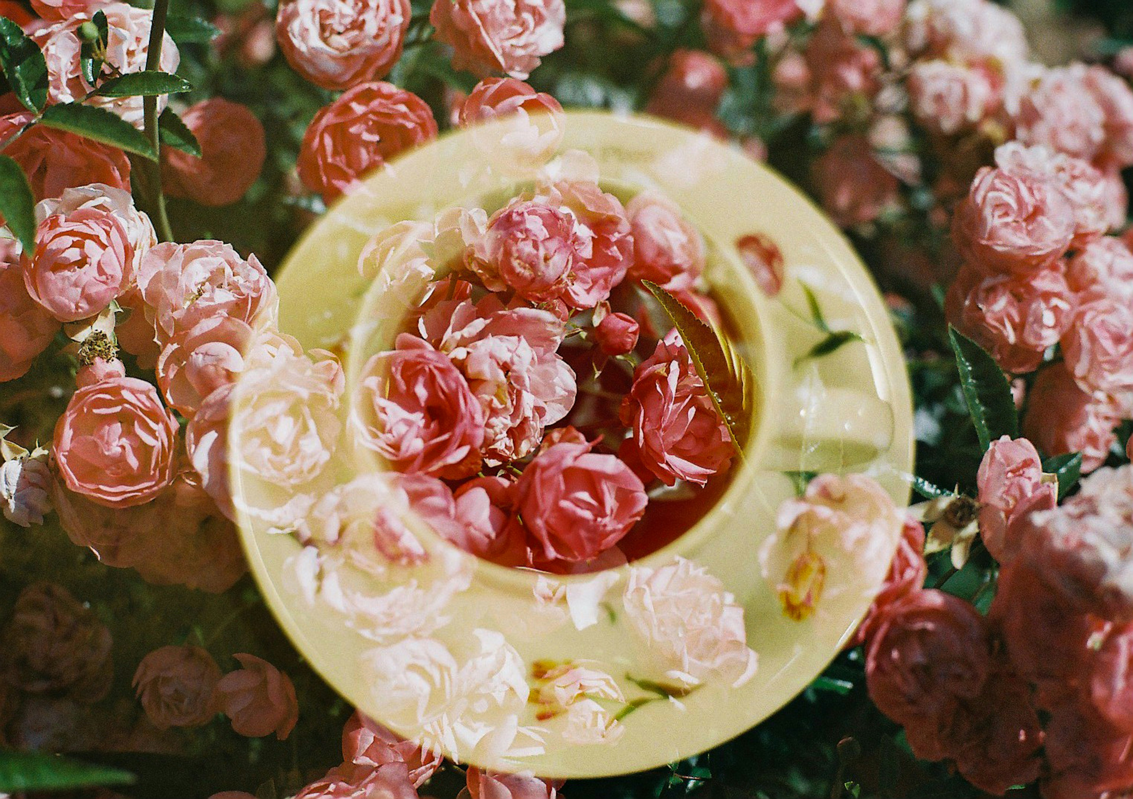 黄色い皿の中にあるピンクのバラの花と周囲の花々