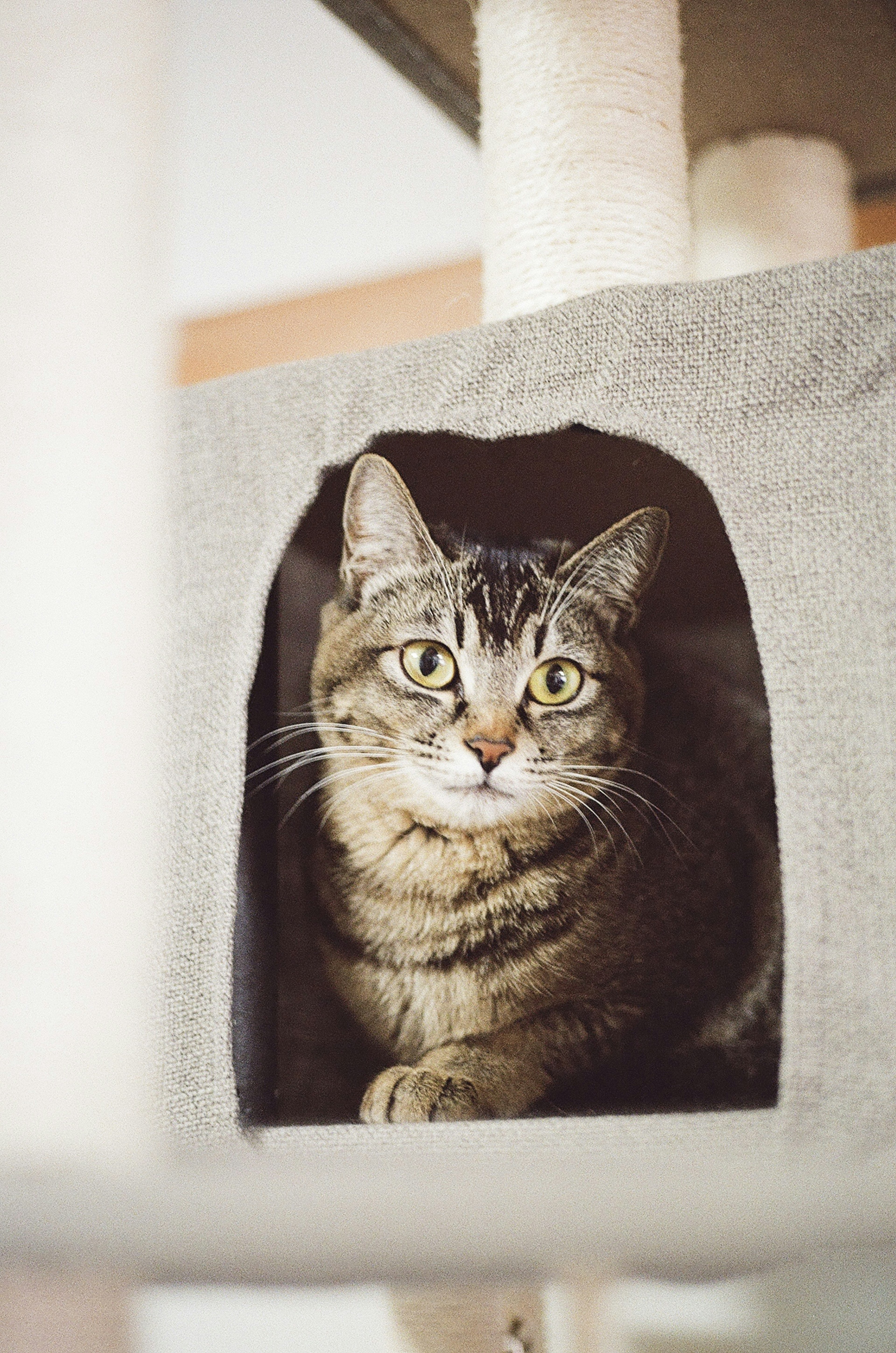 A cat peeking out from a cozy hideaway in a cat tree