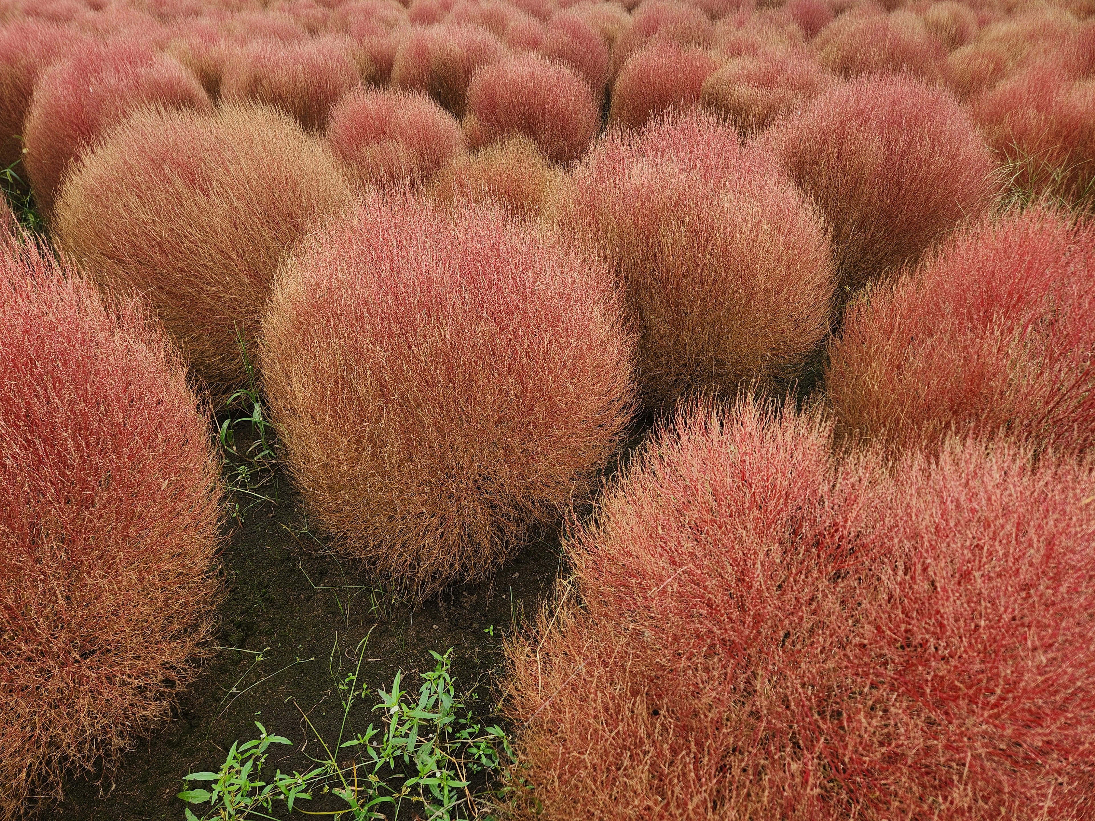 Champ de touffes de gazon rouges arrondies