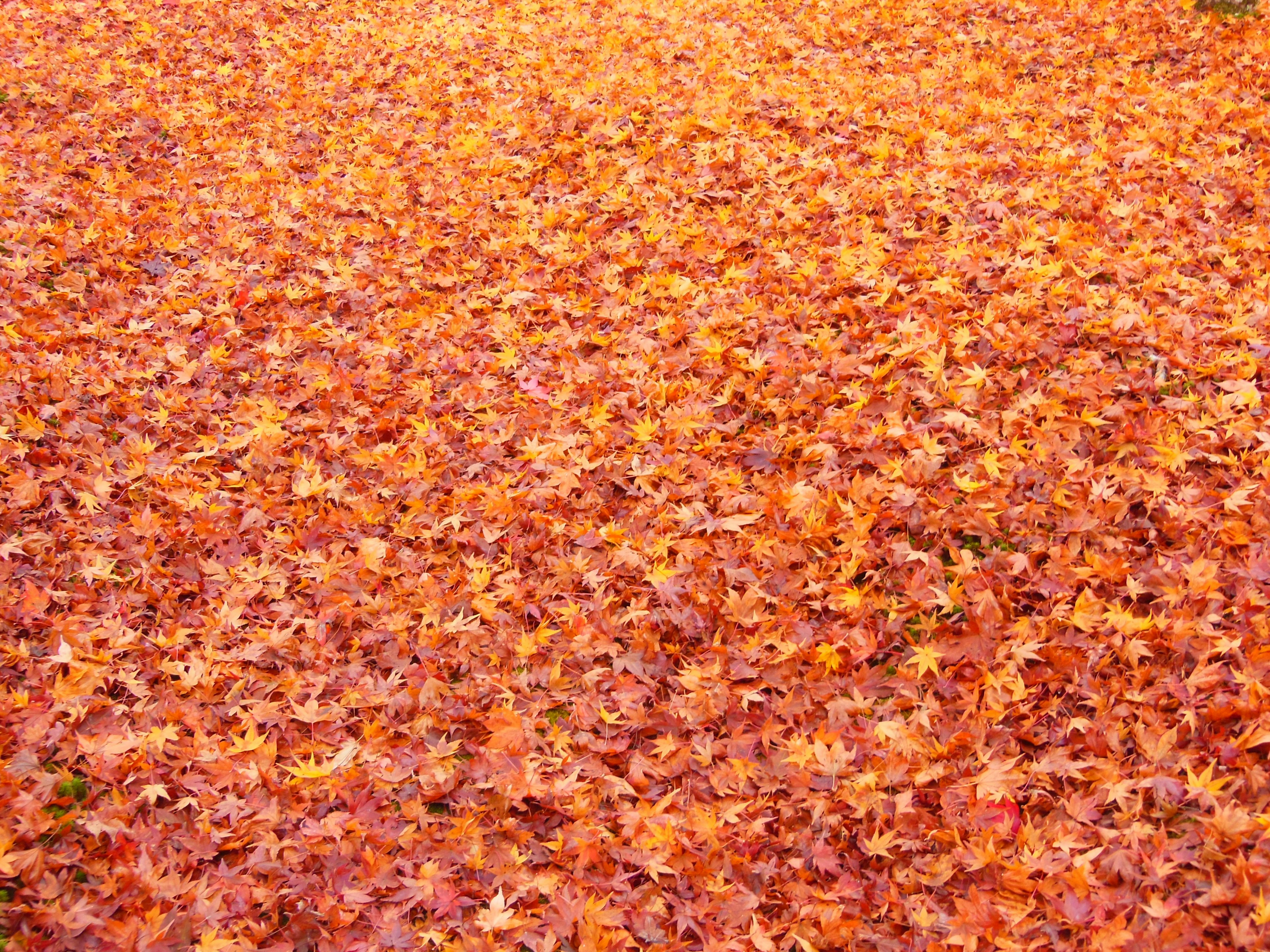 Boden bedeckt mit lebhaften orangefarbenen Herbstblättern