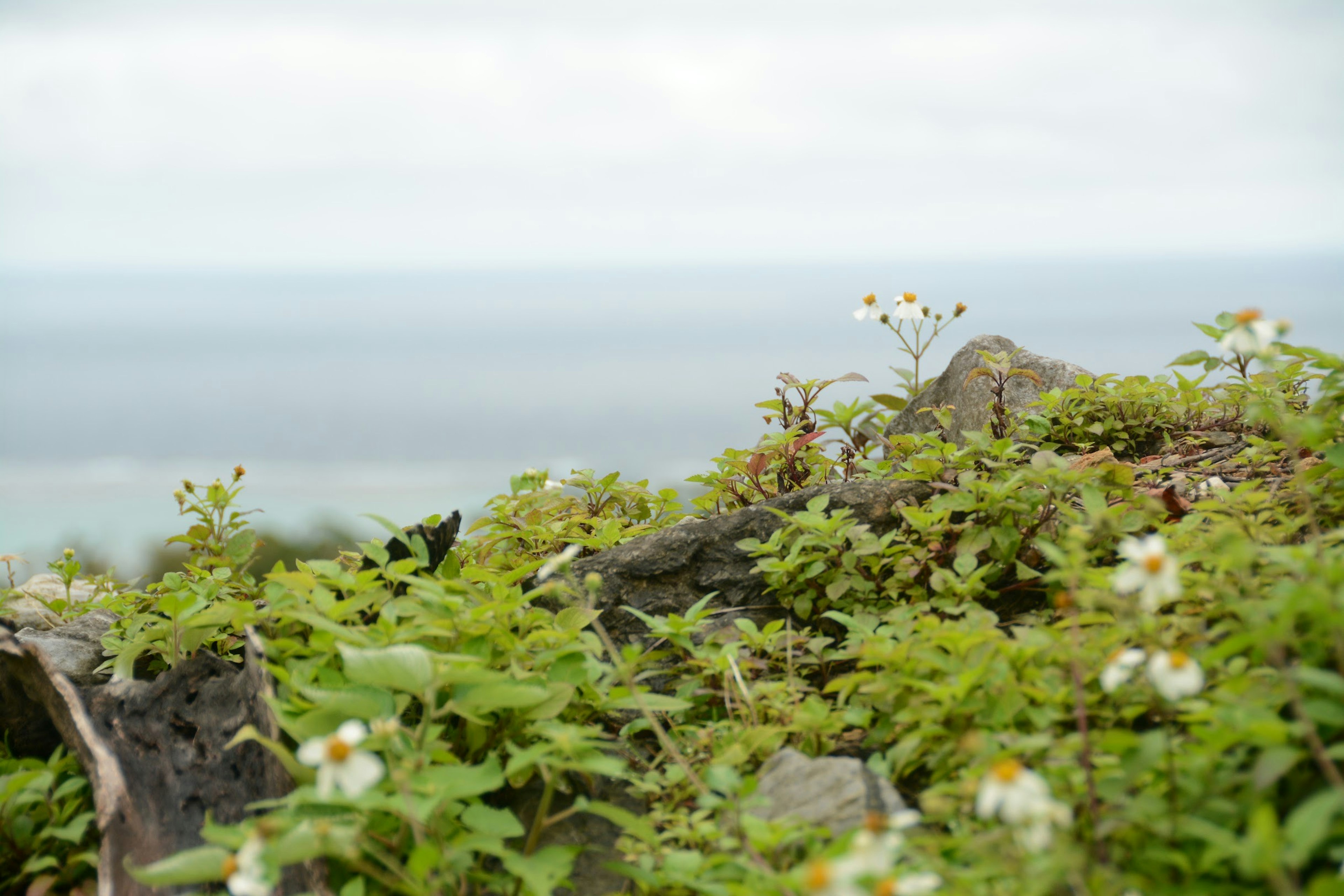 海を背景にした緑の植物と小さな白い花