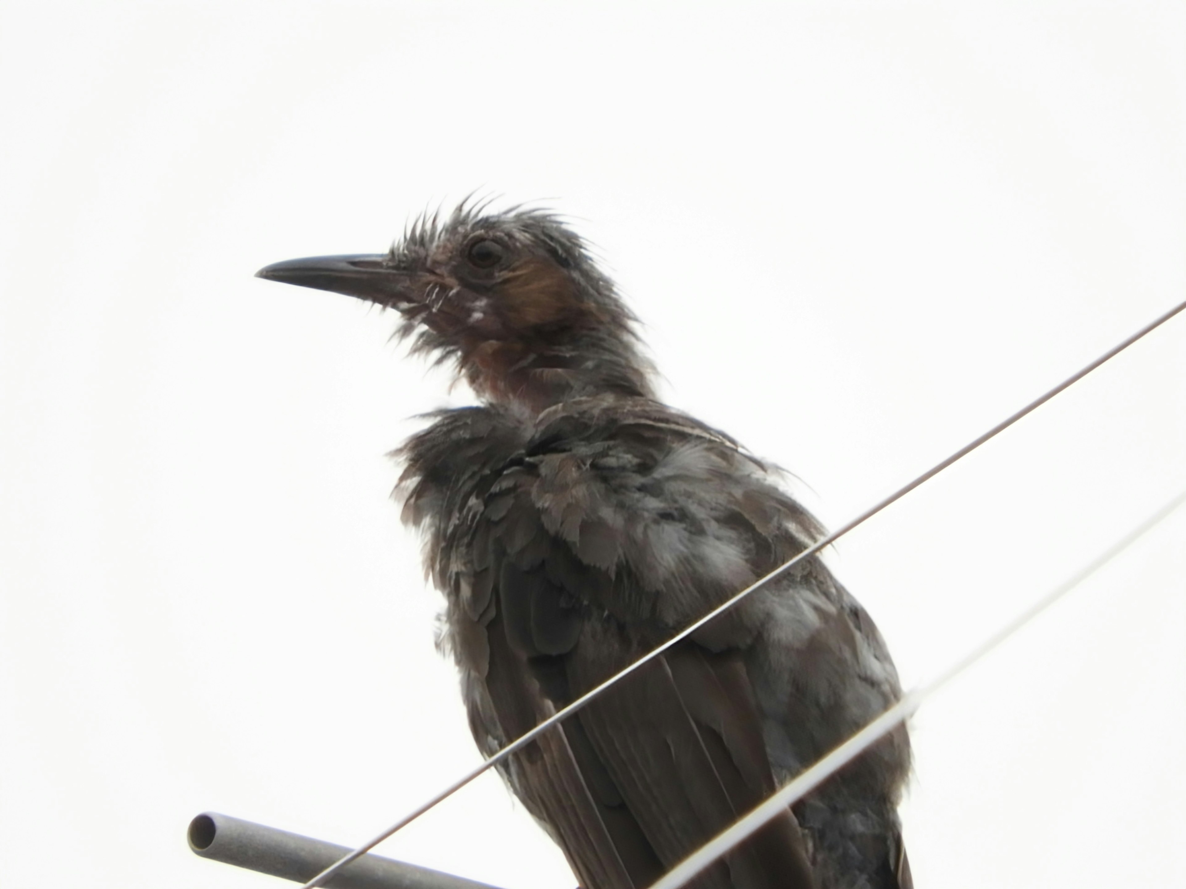 Perfil de un pájaro mojado posado en un alambre