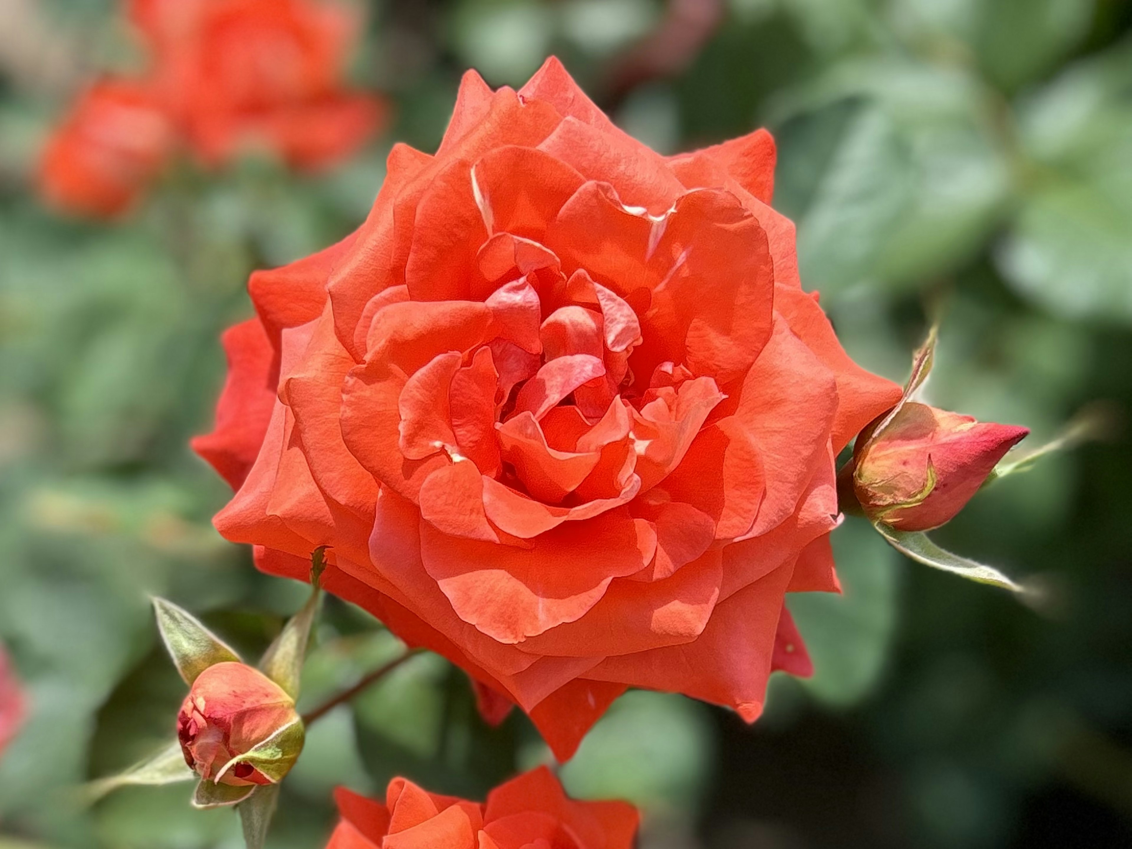 鮮やかなオレンジ色のバラの花と蕾がある