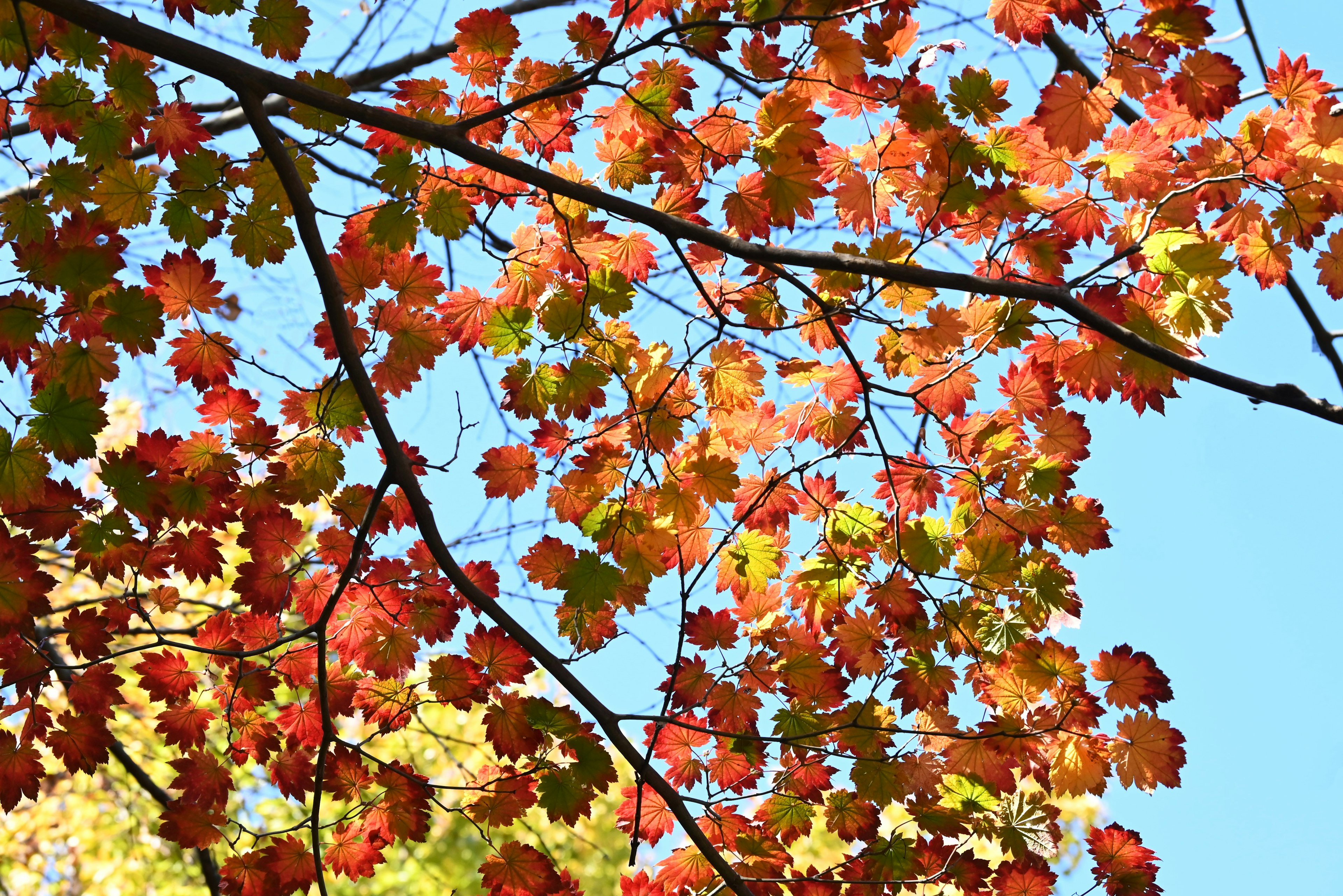 Colorful autumn leaves against a clear blue sky