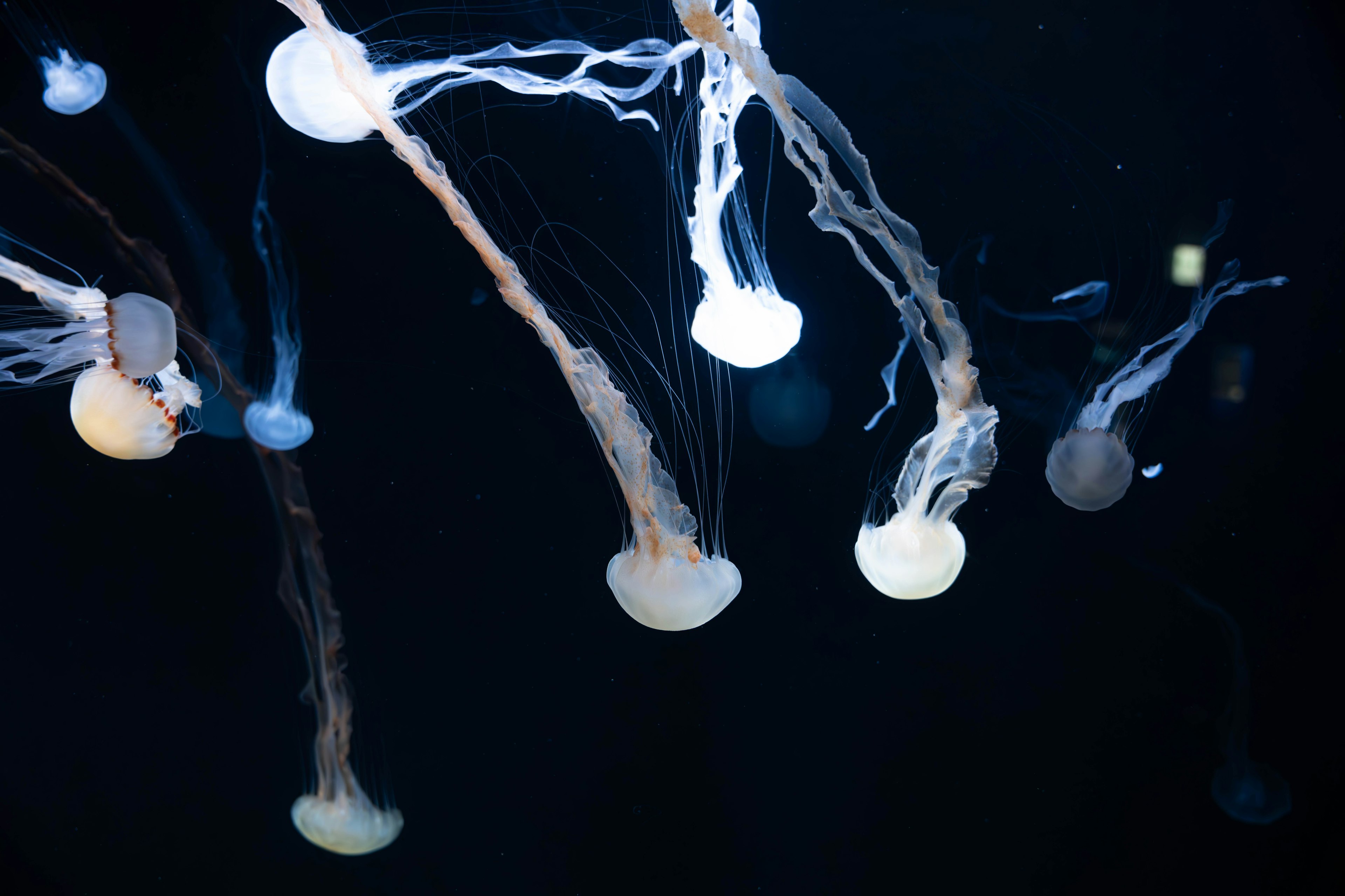 Un grupo de medusas flotando contra un fondo oscuro